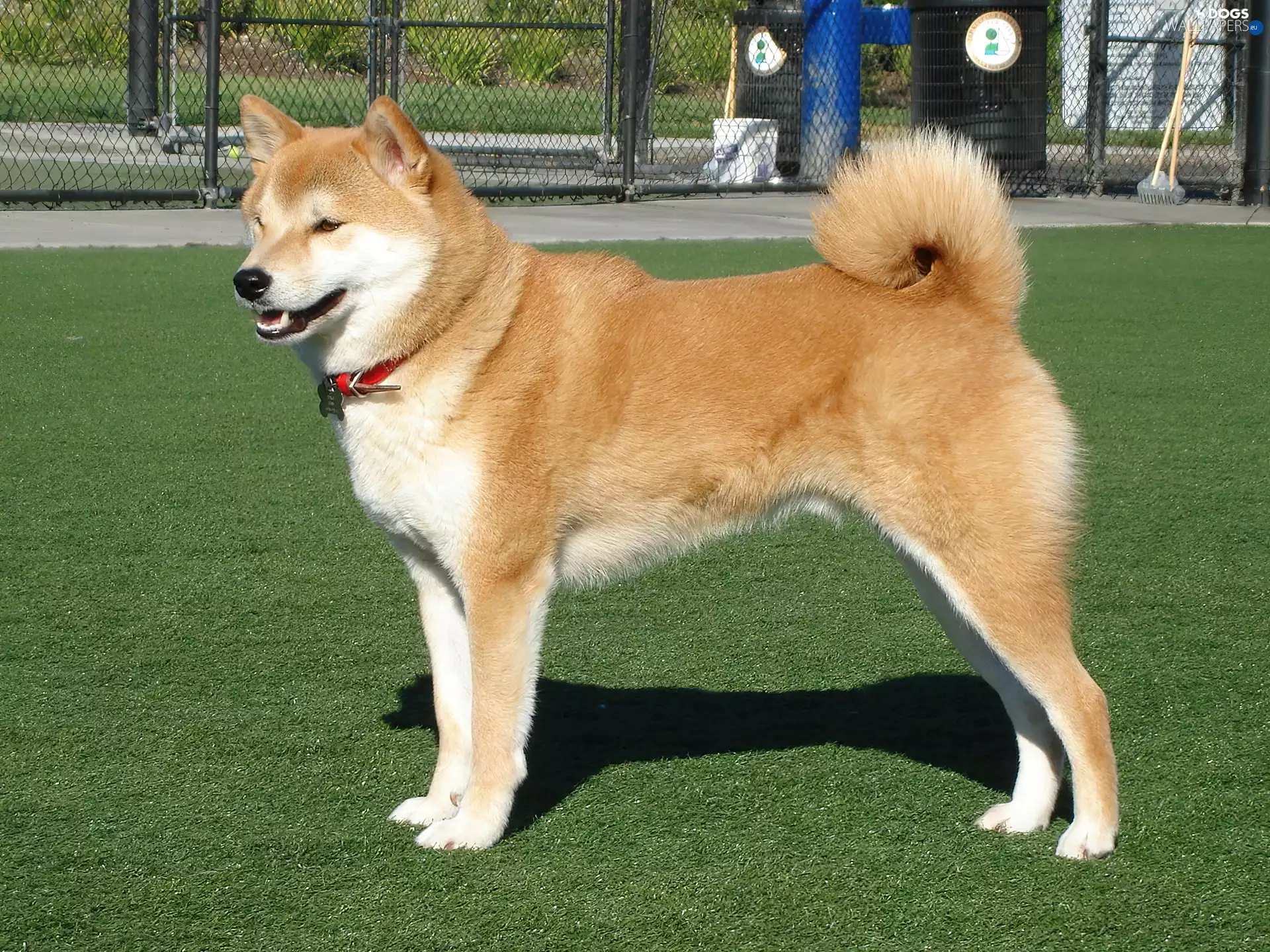 Beatyfull, Shiba inu, grass, Big
