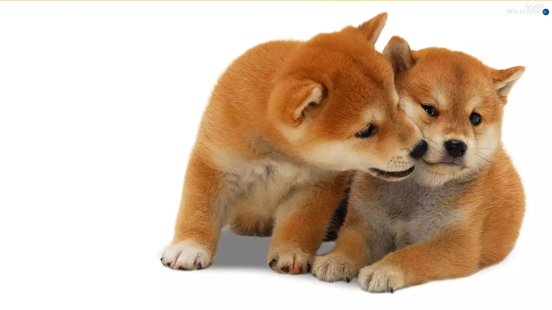 puppies, Shiba inu, Two cars