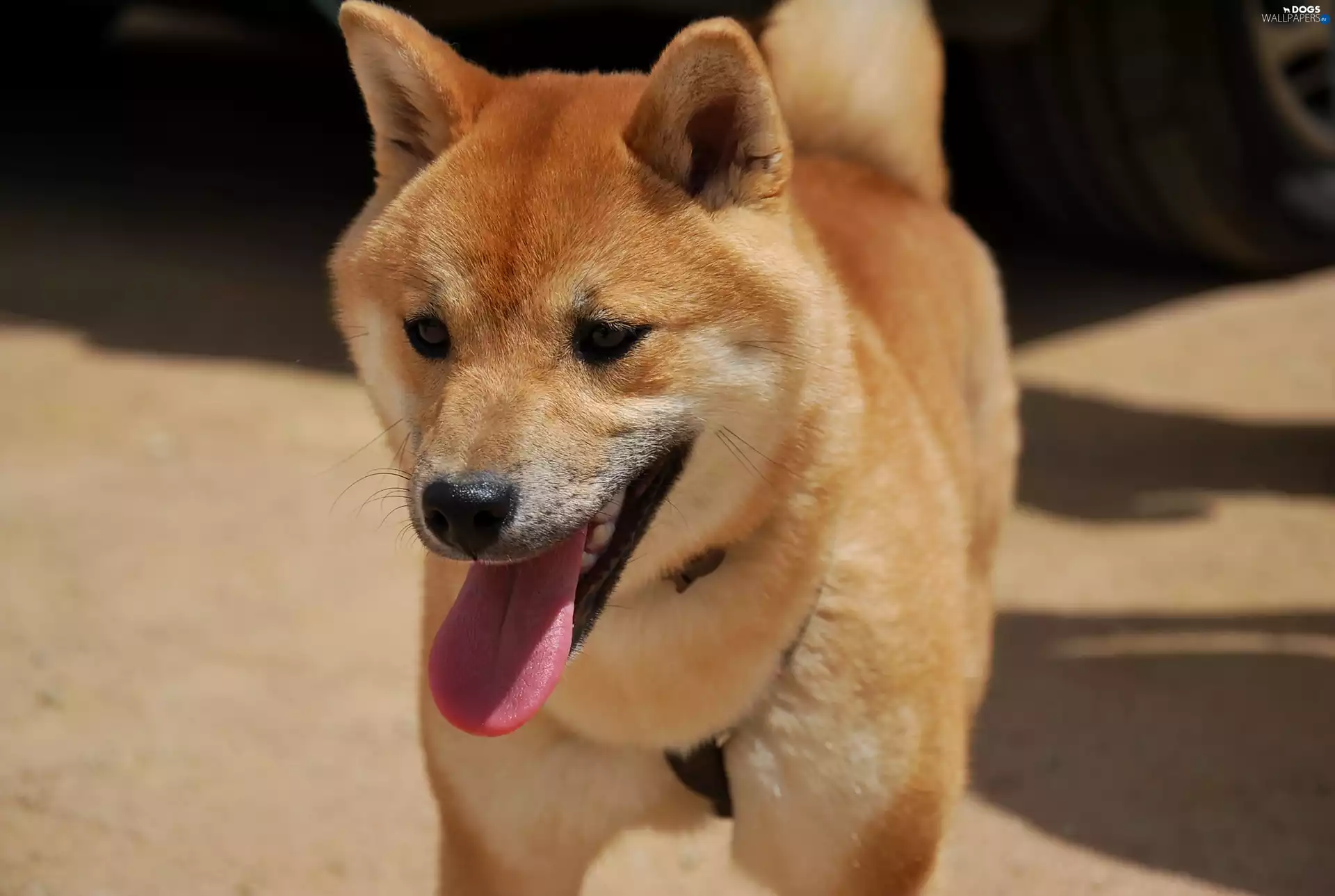 Shiba inu, Tounge