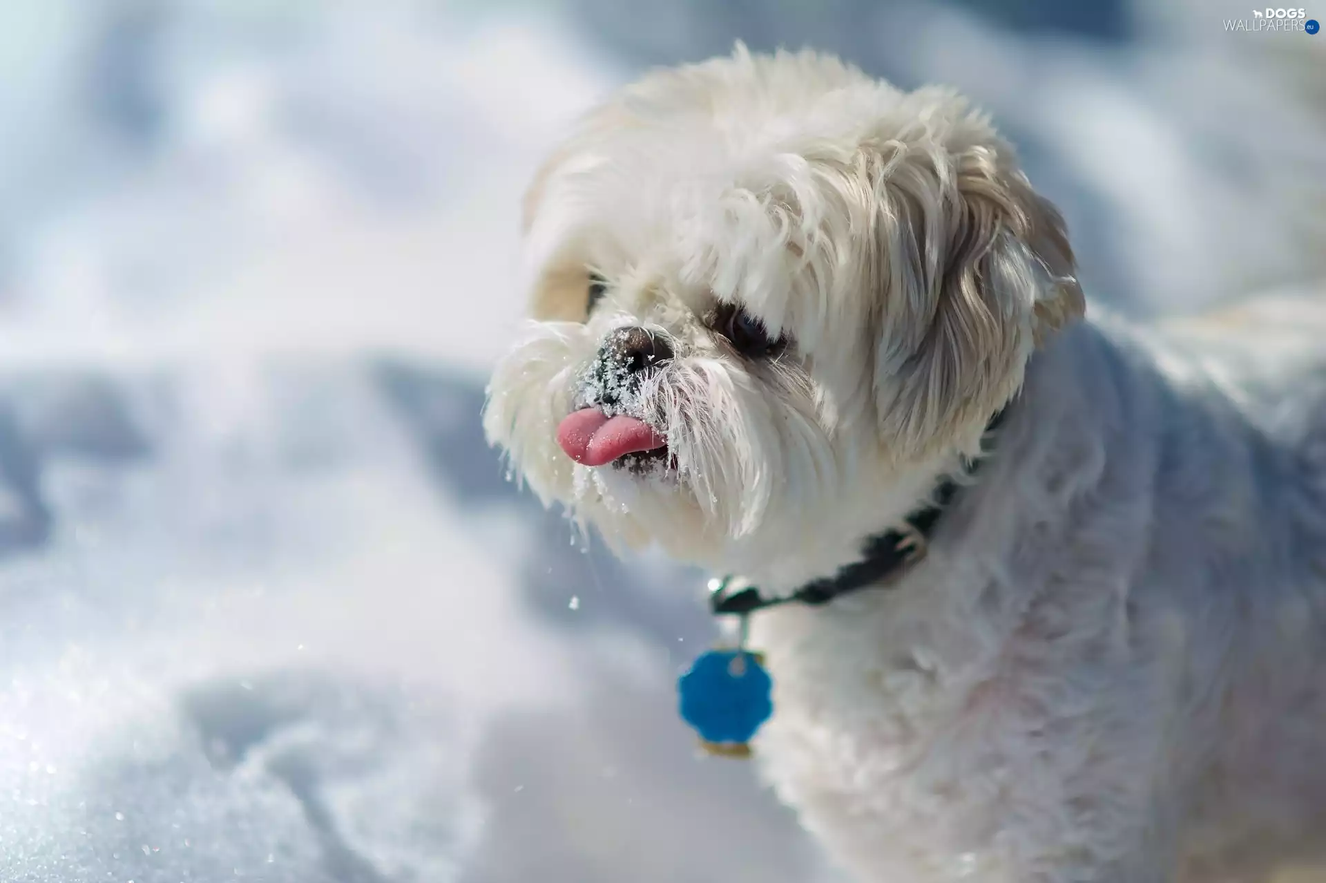 Tounge, snow, doggy, Shih Tzu, honeyed