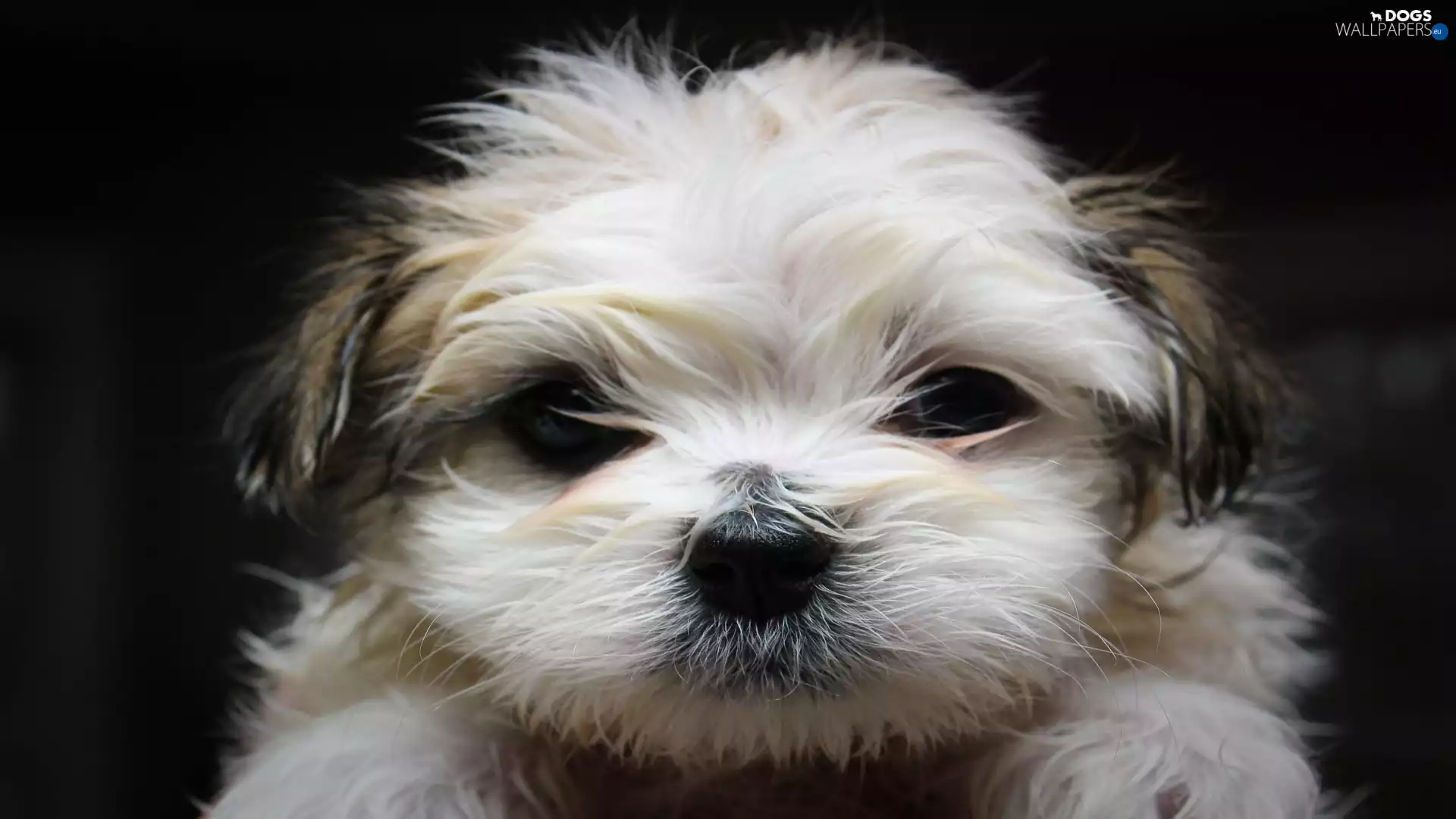 Shih Tzu, muzzle