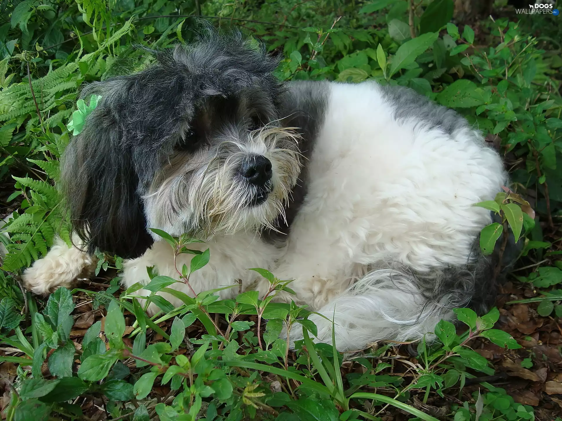 Shih Tzu