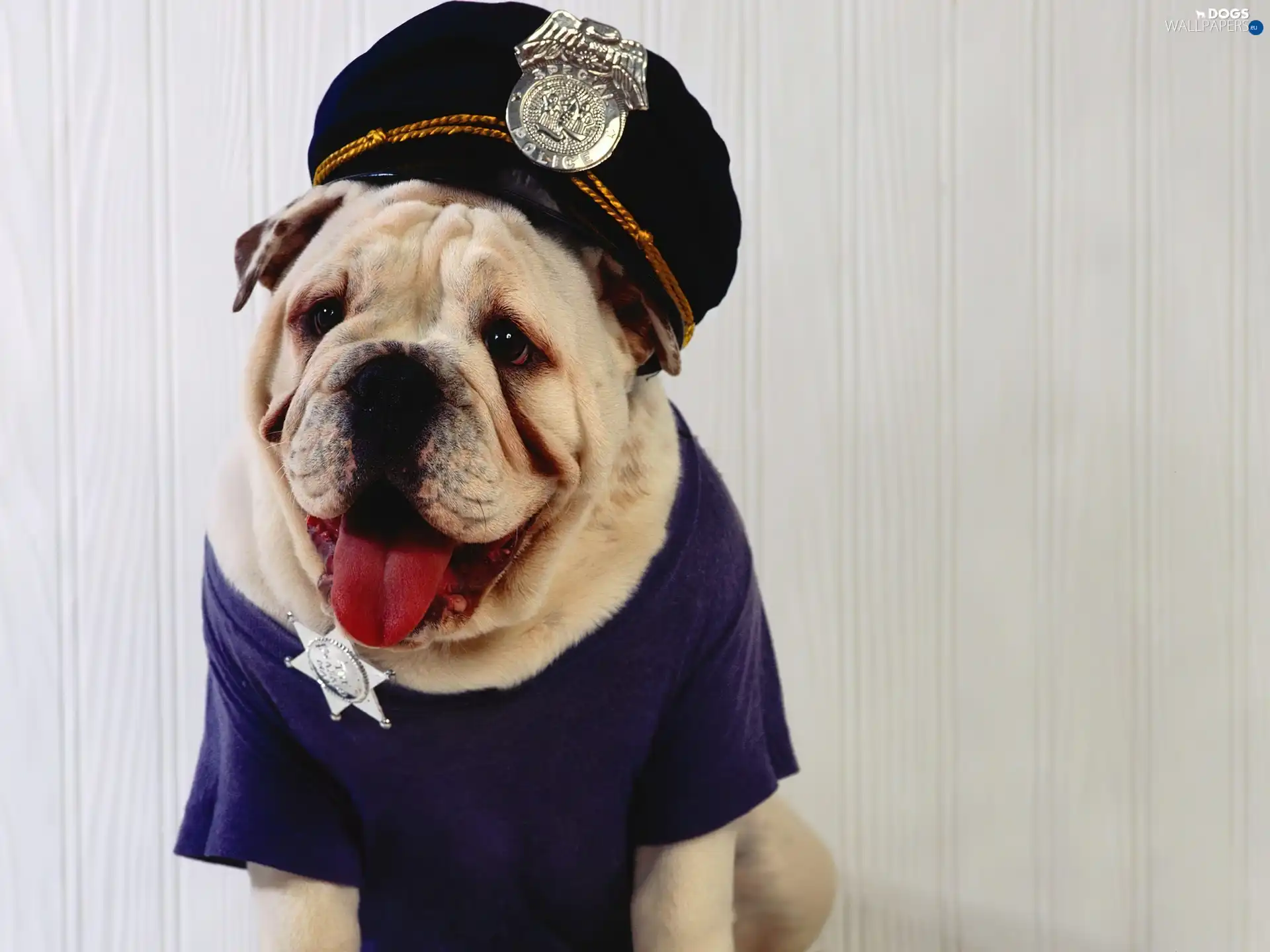Shirt, Hat, dog, Buldog, sheriff