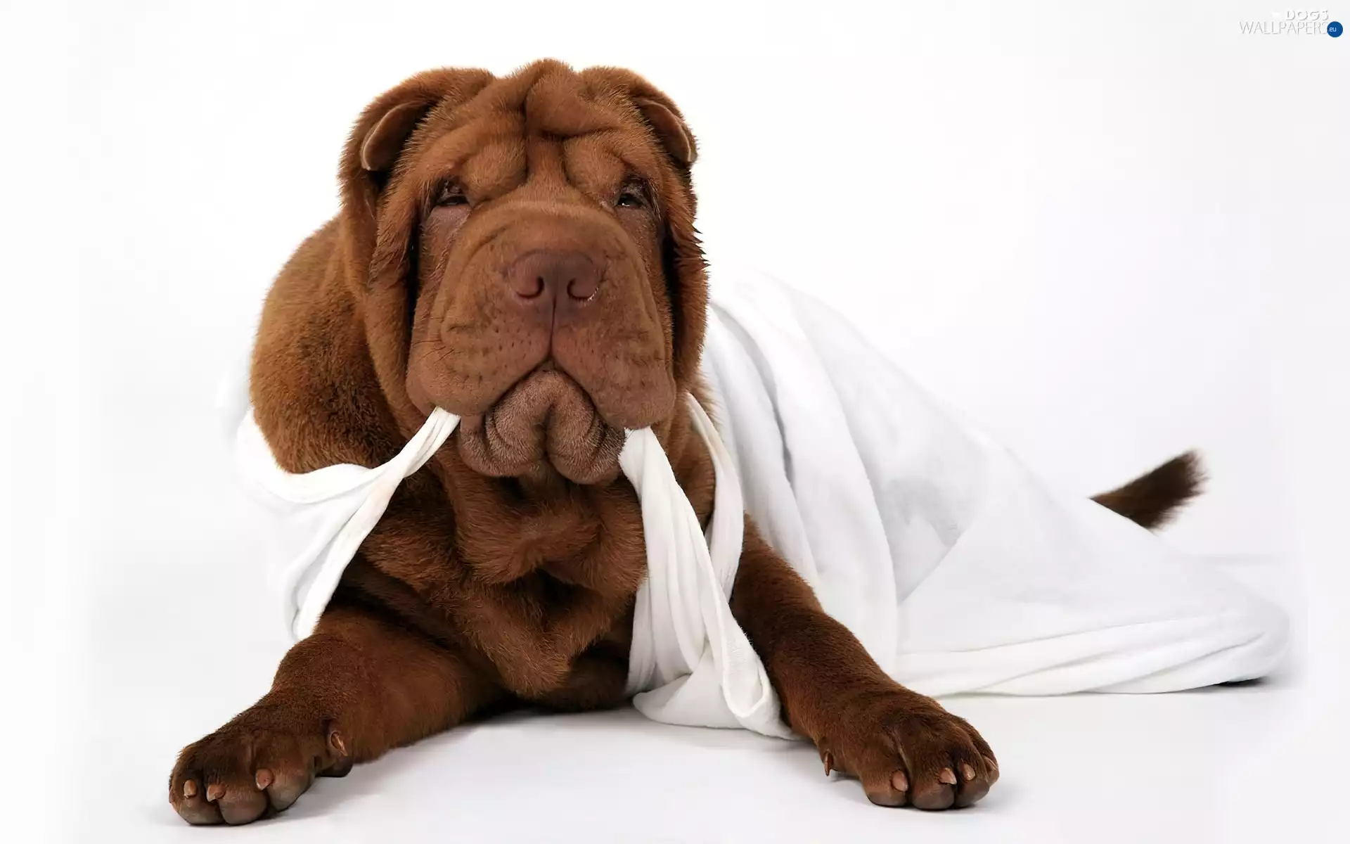 Brown, White, T-shirt, Shar Pei