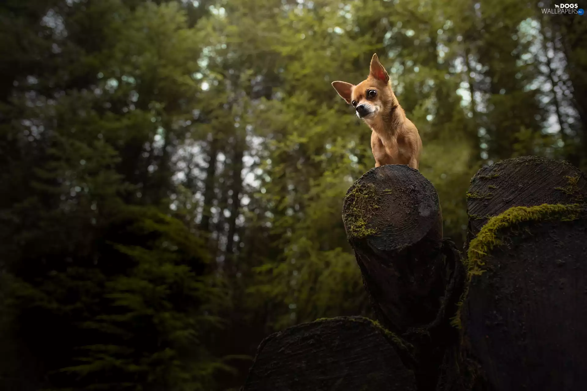 dog, Wood, forest, Short-haired Chihuahua