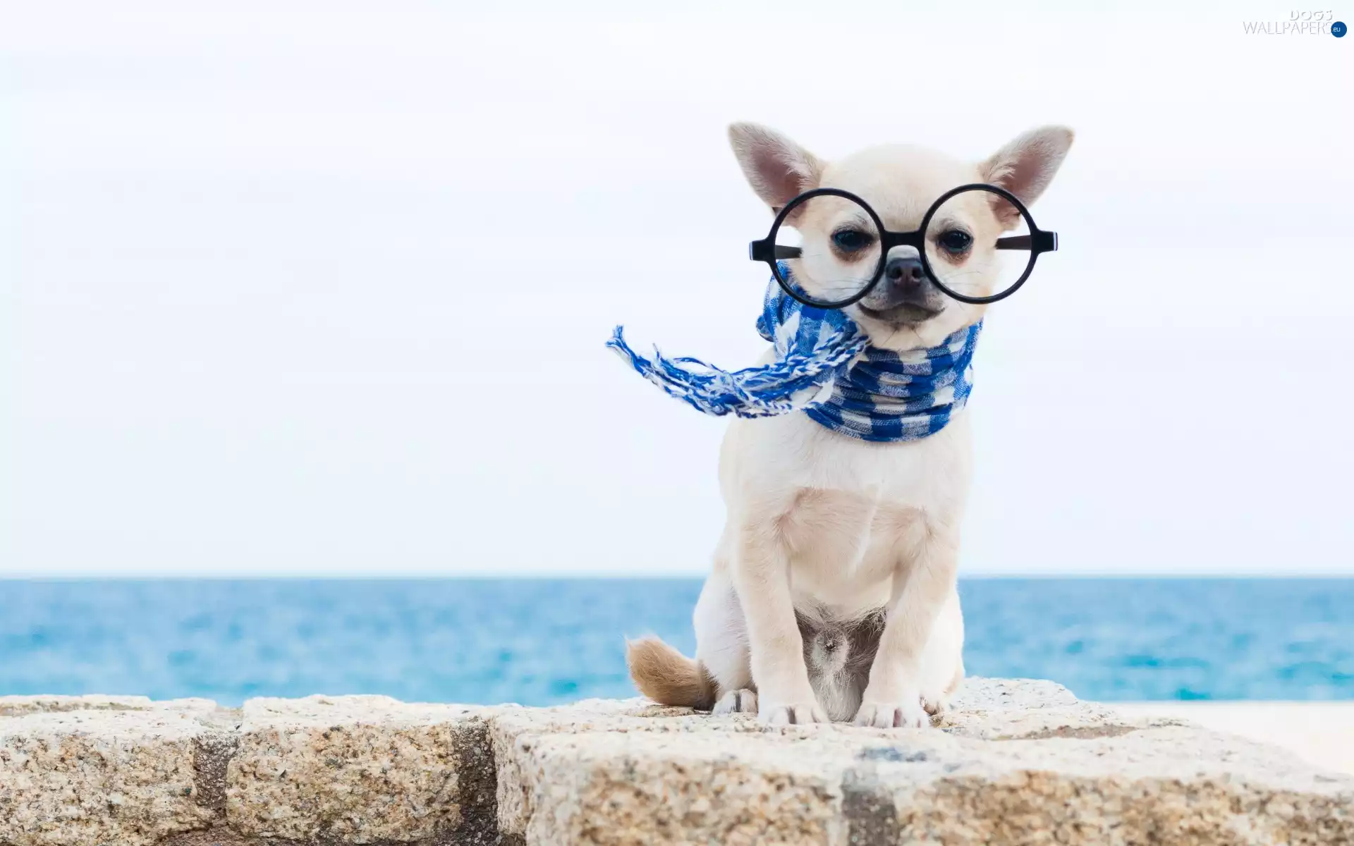 Scarf, Short-haired Chihuahua, Glasses