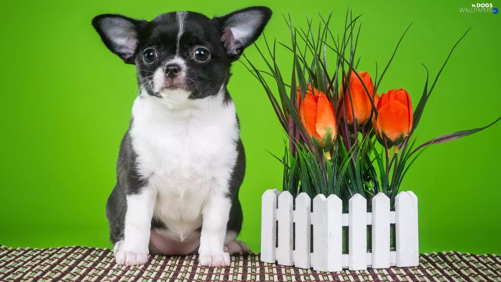 Hurdle, Short-haired Chihuahua, Tulips