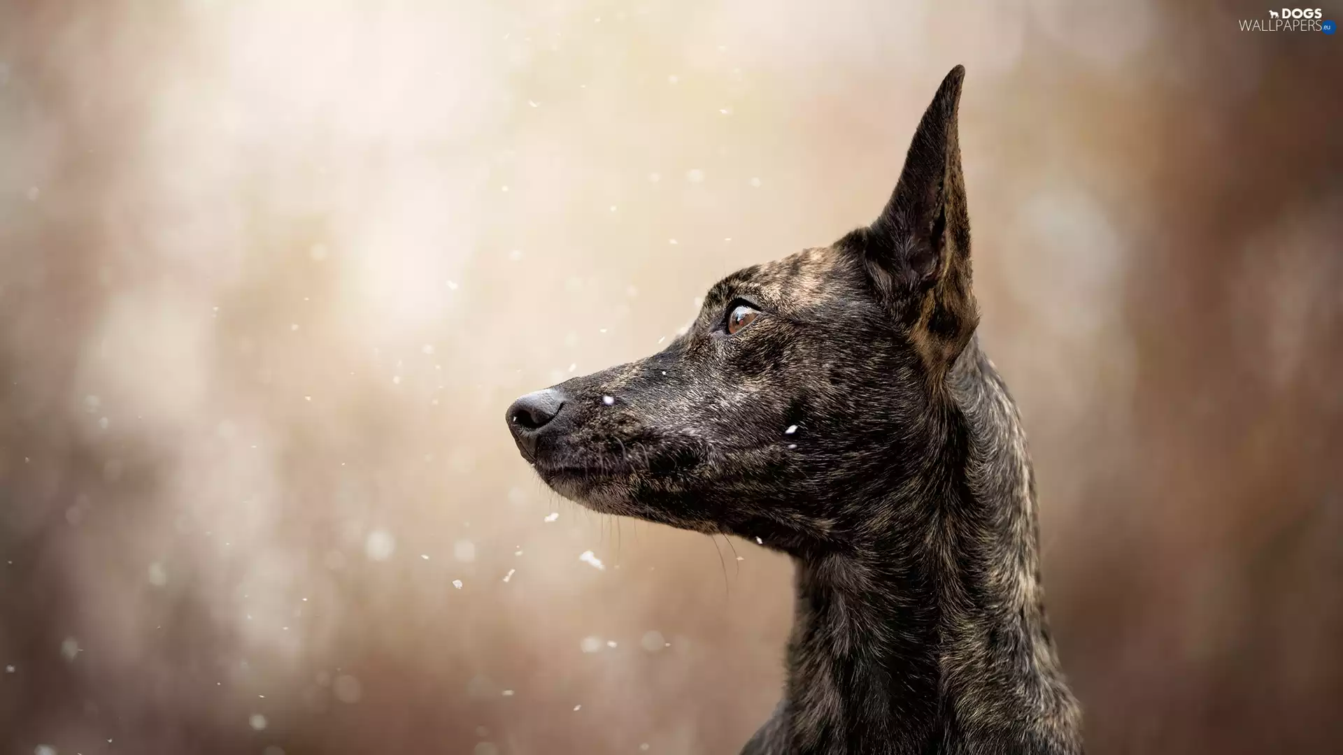 dog, muzzle, snow, Short Haired Dutch Shepherd