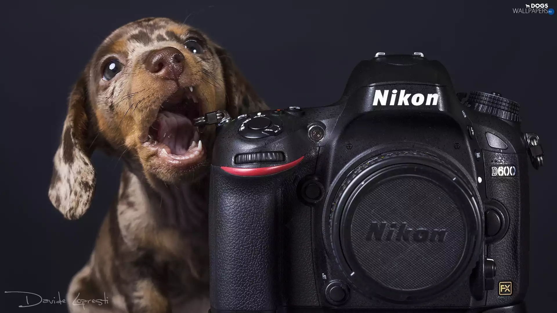 Dachshund Shorthair, Camera, Nikon, Puppy