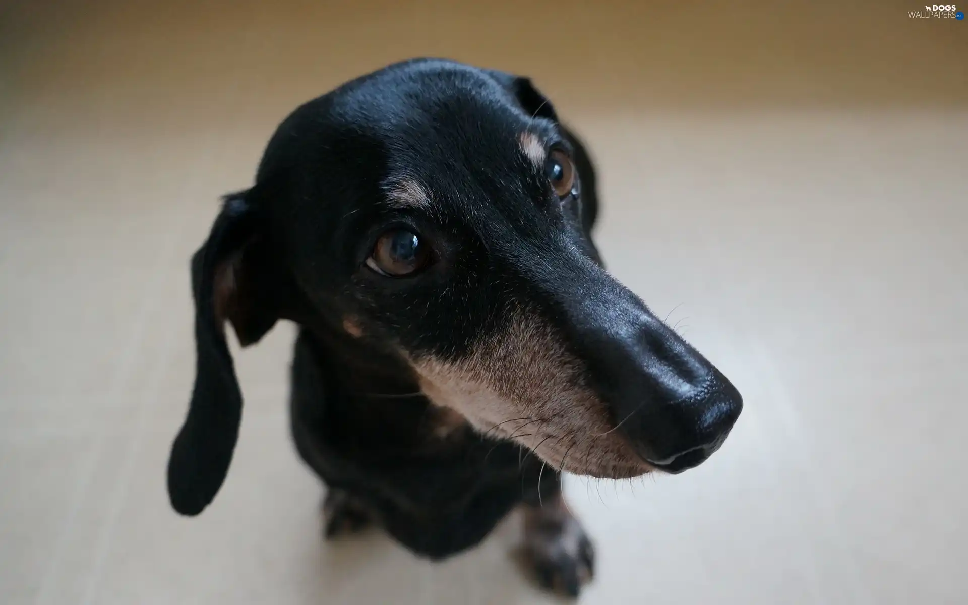 Shorthair, dachshund