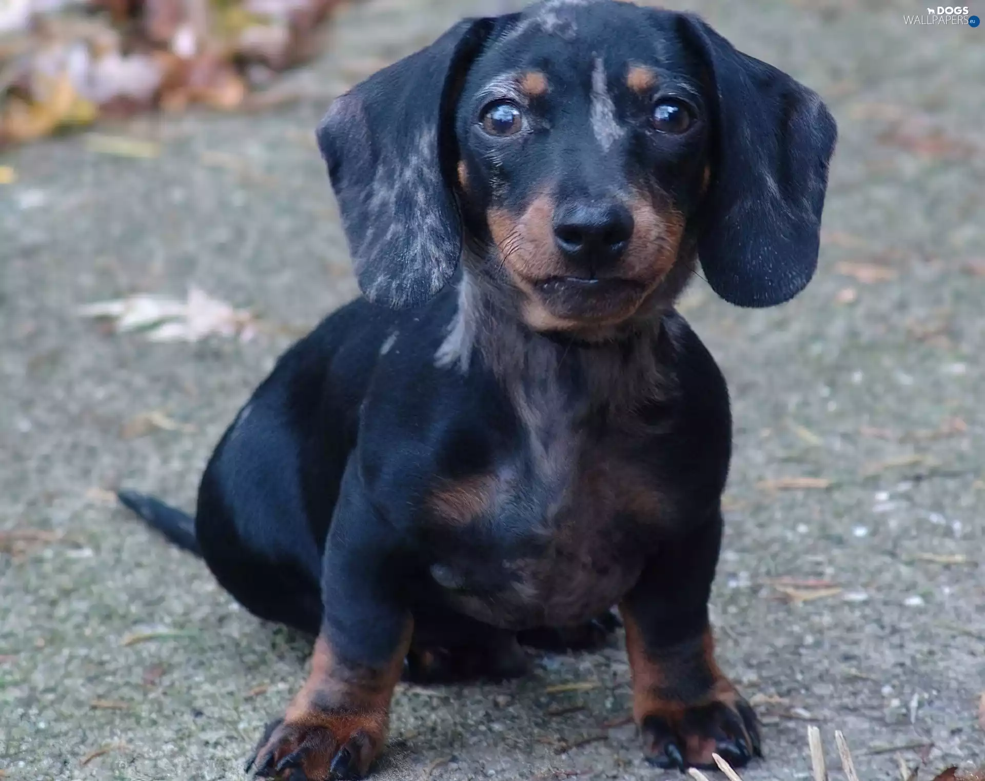Shorthair, Black, dachshund