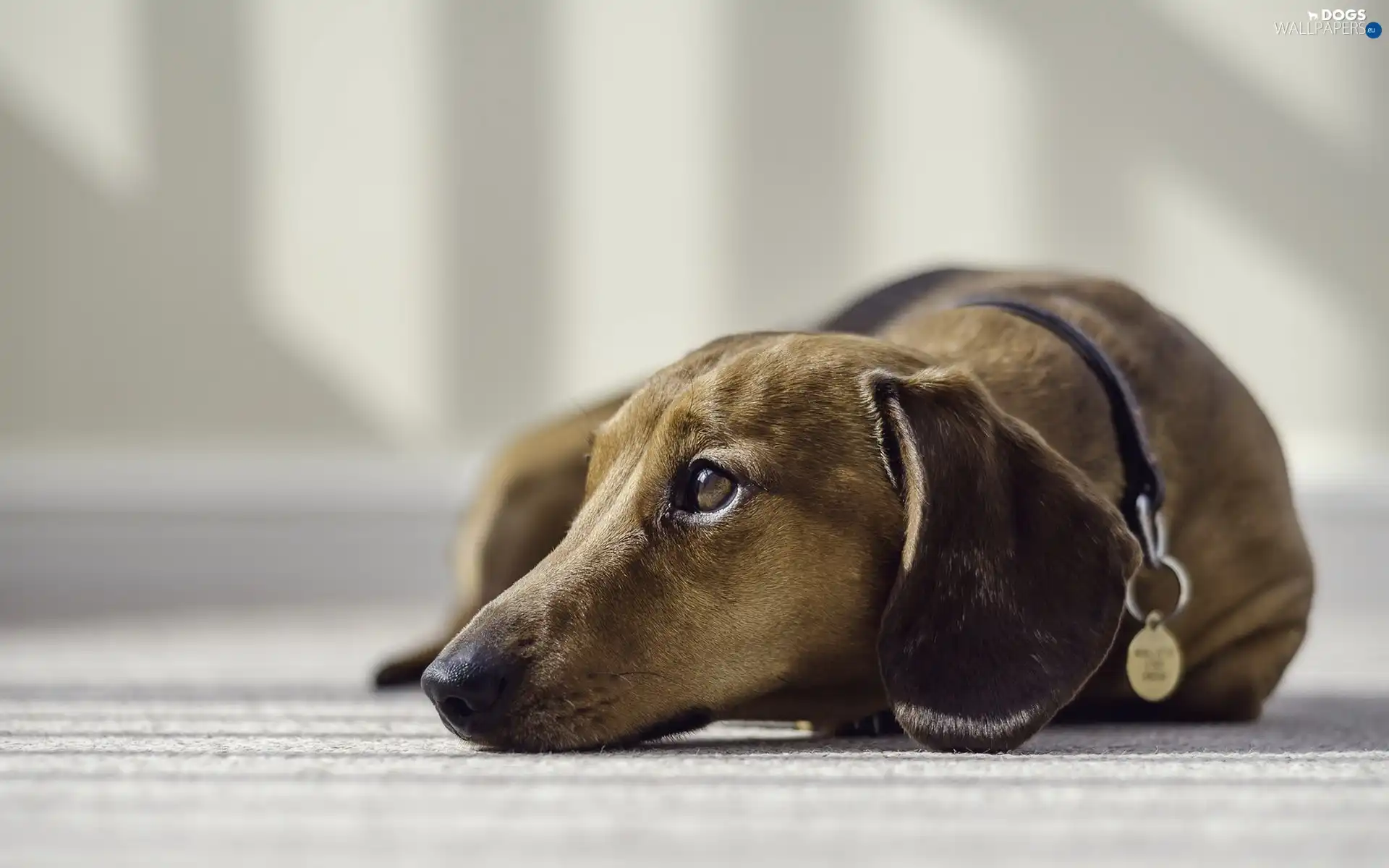 dachshund, Shorthair, dog