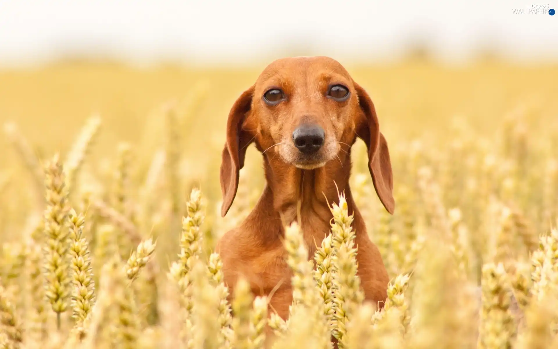 dachshund, Shorthair, dog