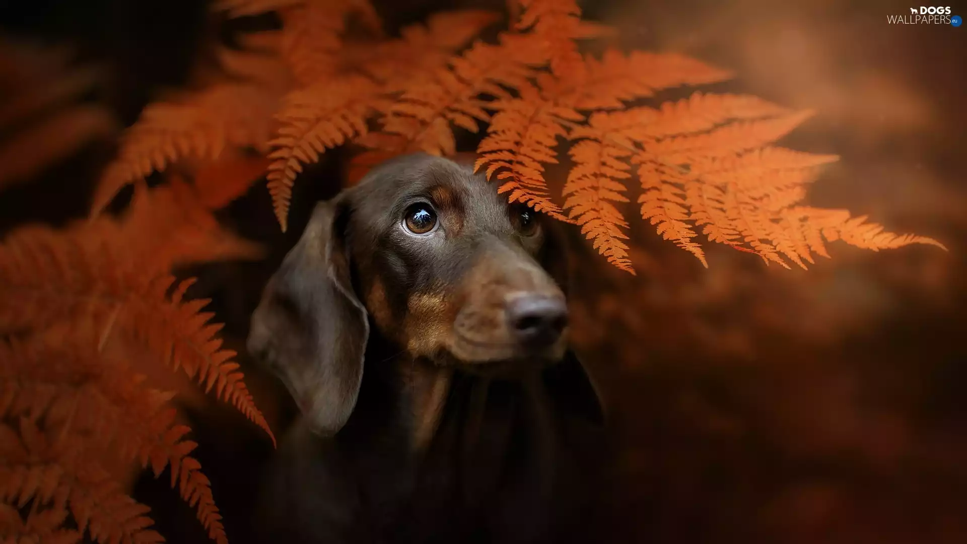 Leaf, Fern, Dachshund Shorthair, muzzle, dog