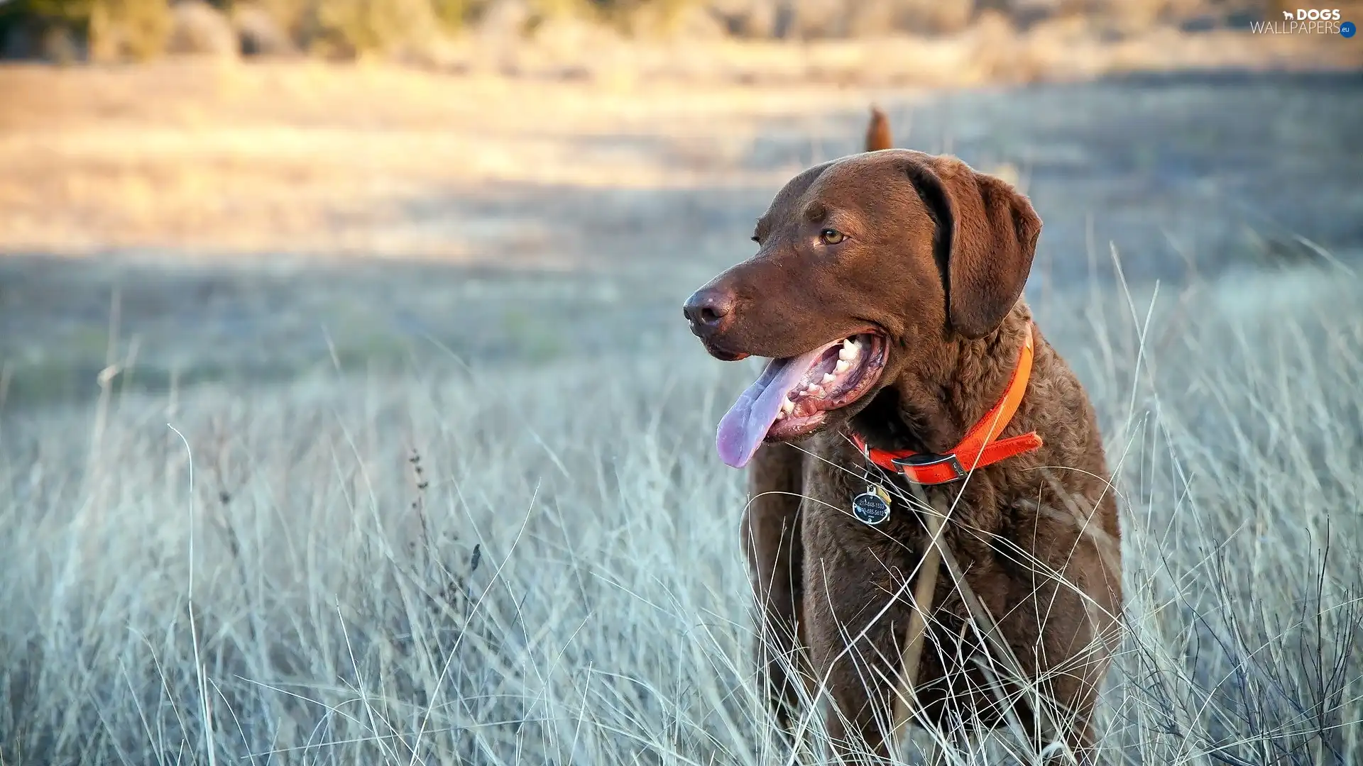 german, Shorthair, pointer