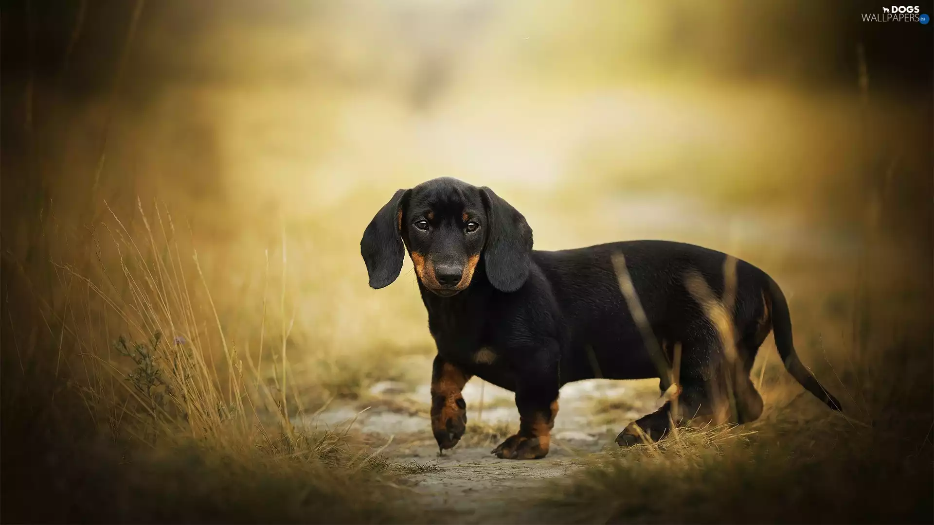 grass, dog, Dachshund Shorthair