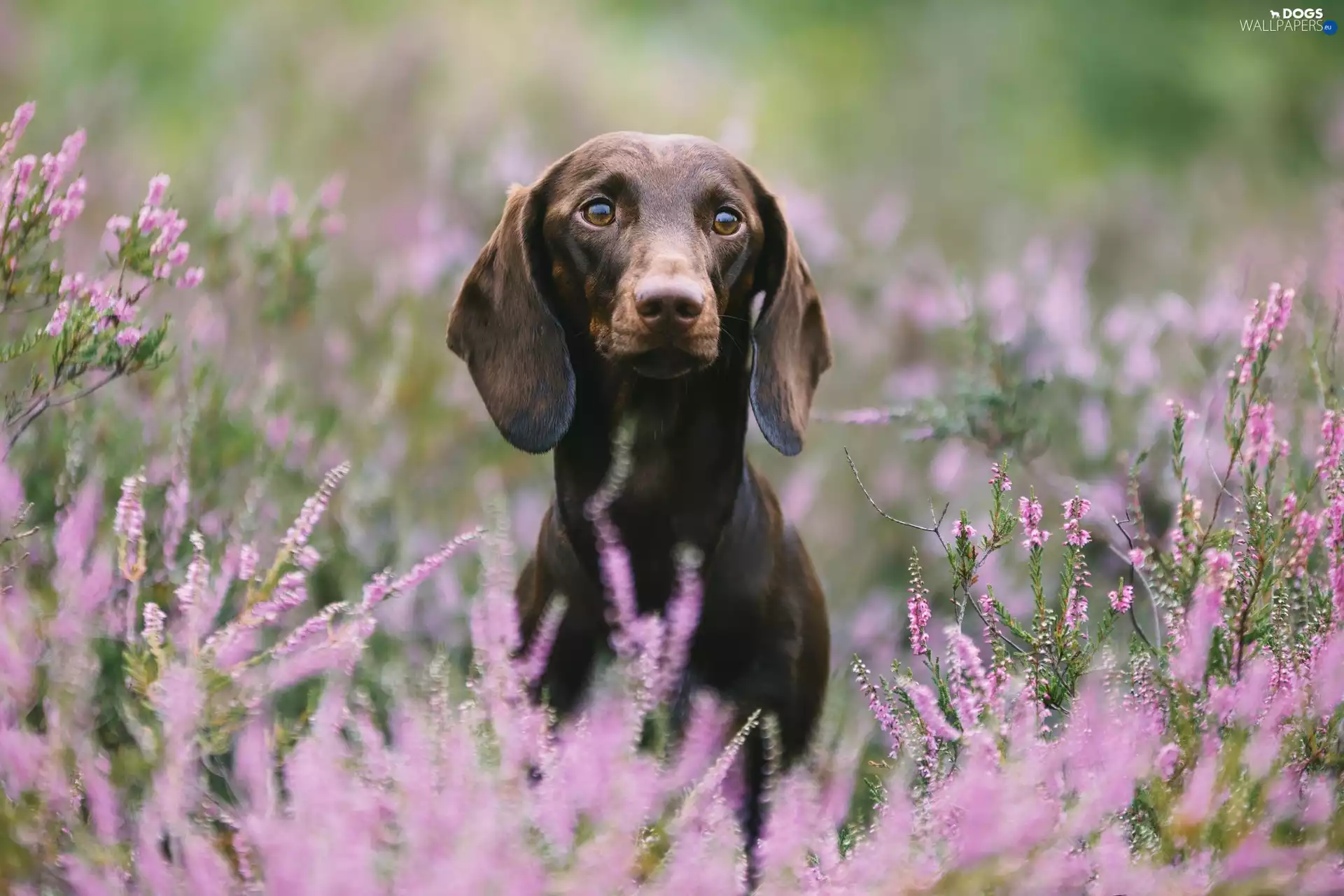 heathers, Brown, Dachshund Shorthair