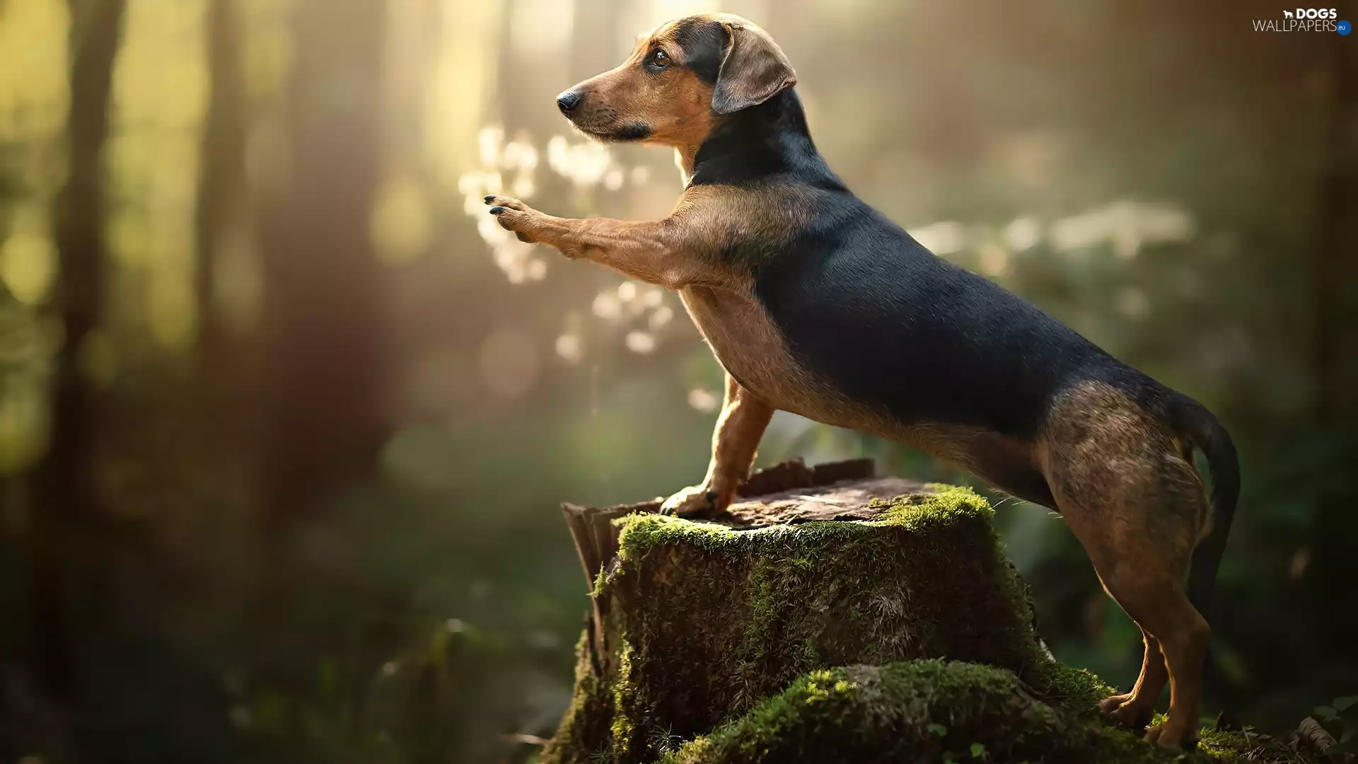 trunk, dog, Dachshund Shorthair