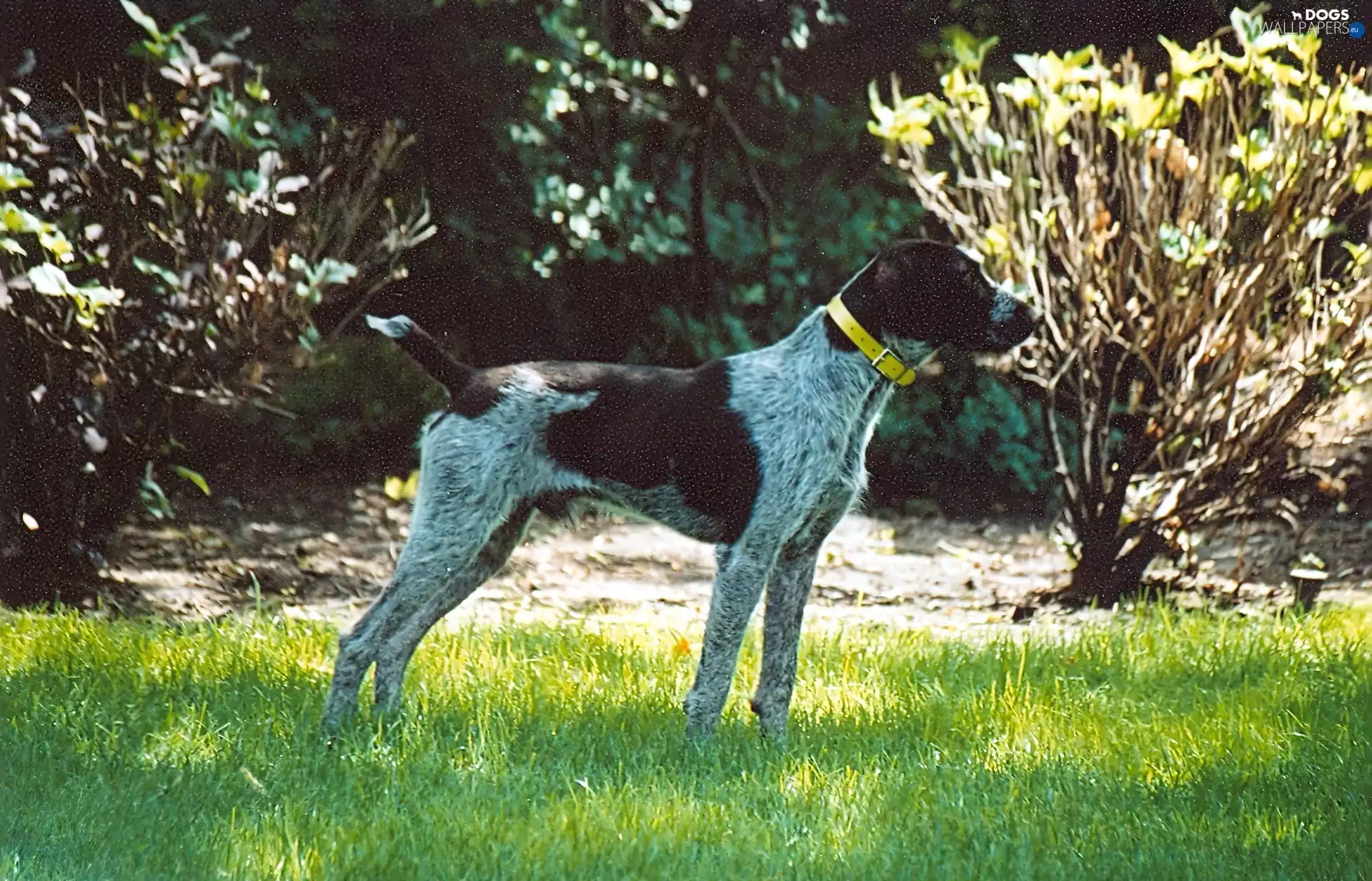 dog-collar, German Shorthaired Pointer, Yellow Honda