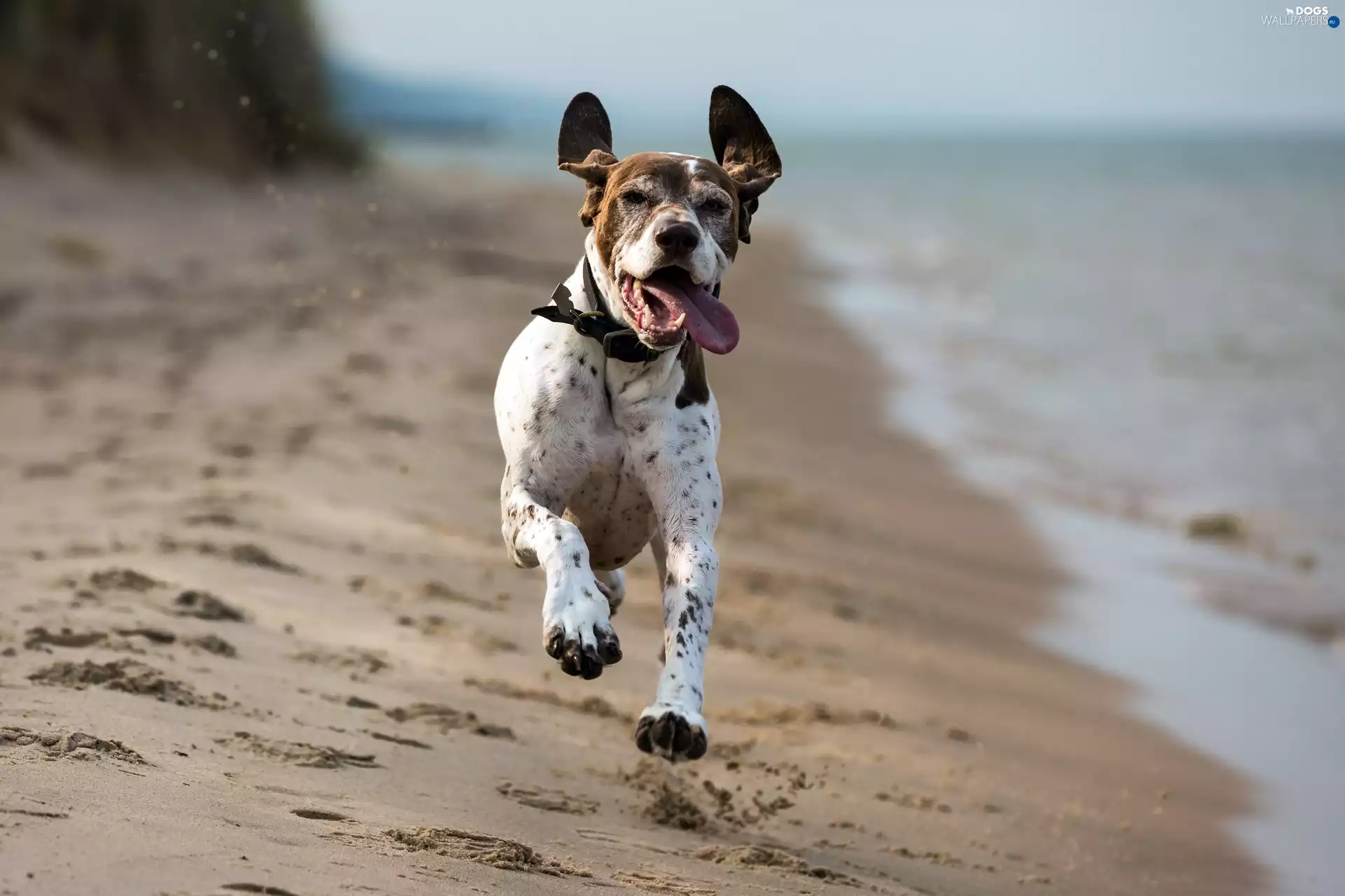 Beaches, Tounge, German Shorthaired Pointer, sea, dog