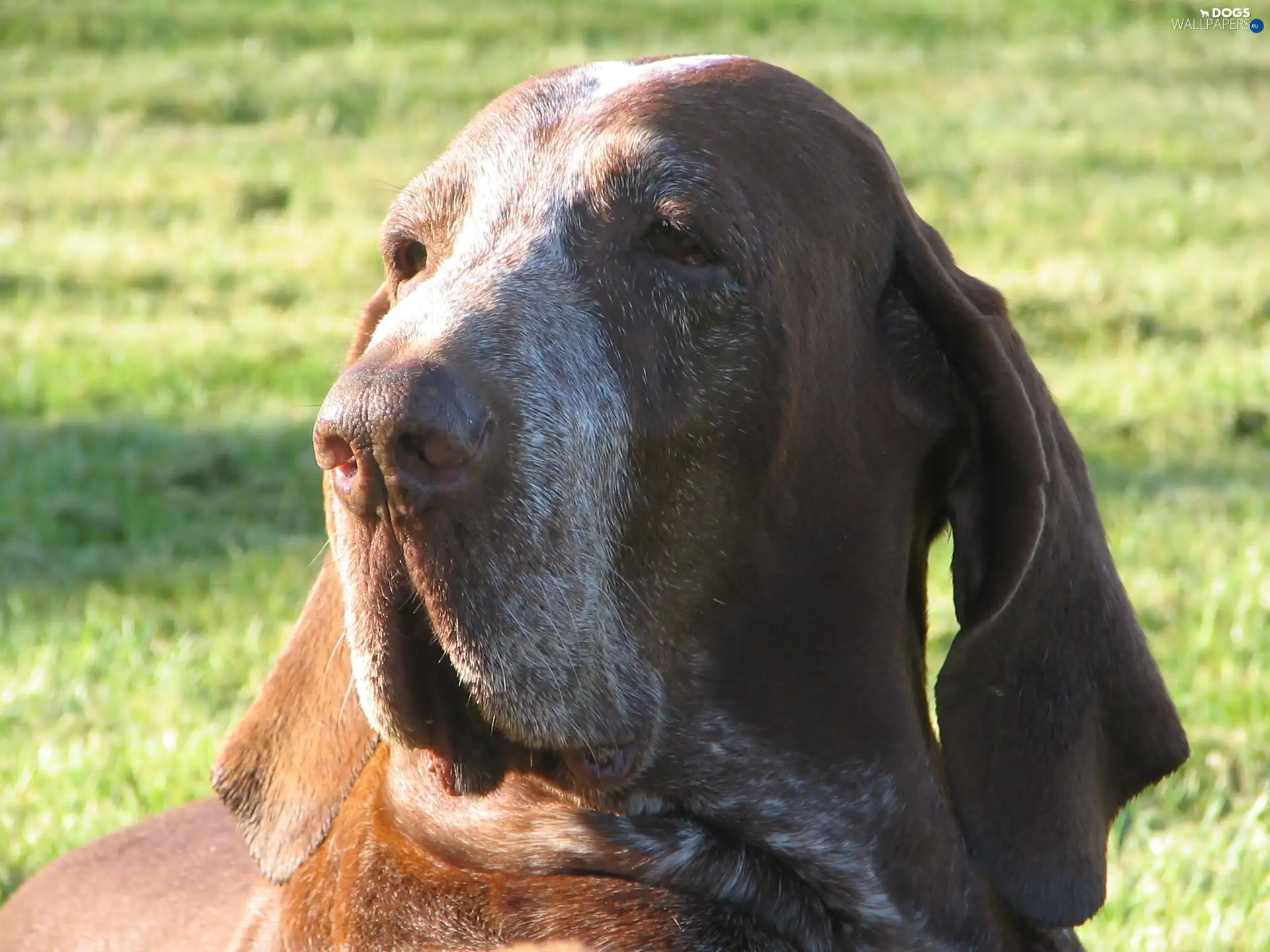 Italian Shorthaired Pointing Dog, Bracco italiano, Head