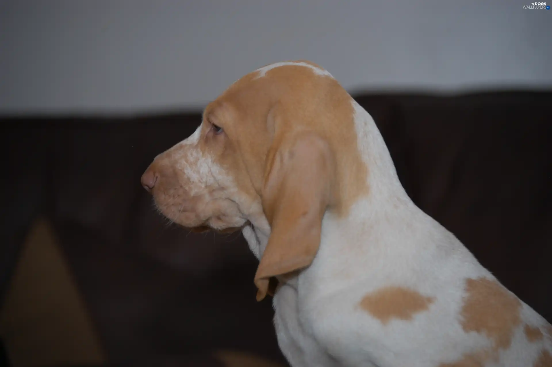 Italian Shorthaired Pointing Dog, Bracco italiano, Head