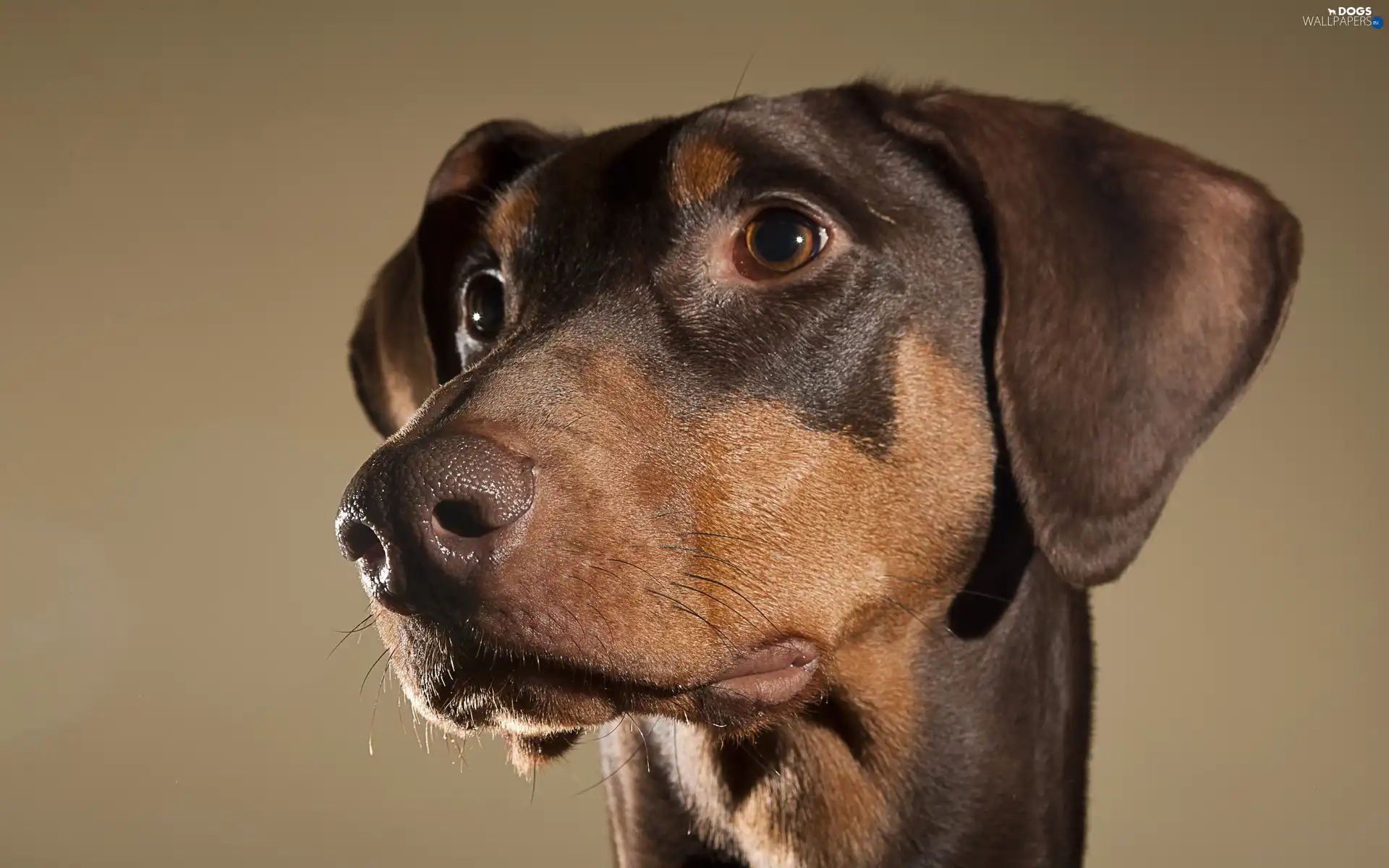 Shorthaired, German, muzzle, setter