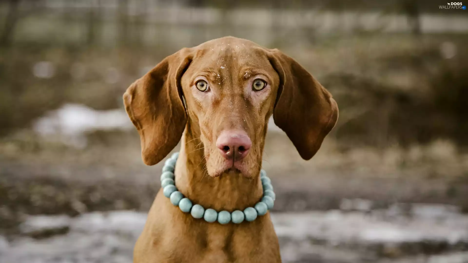 Hungarian Shorthaired Pointer, chaplet, dog
