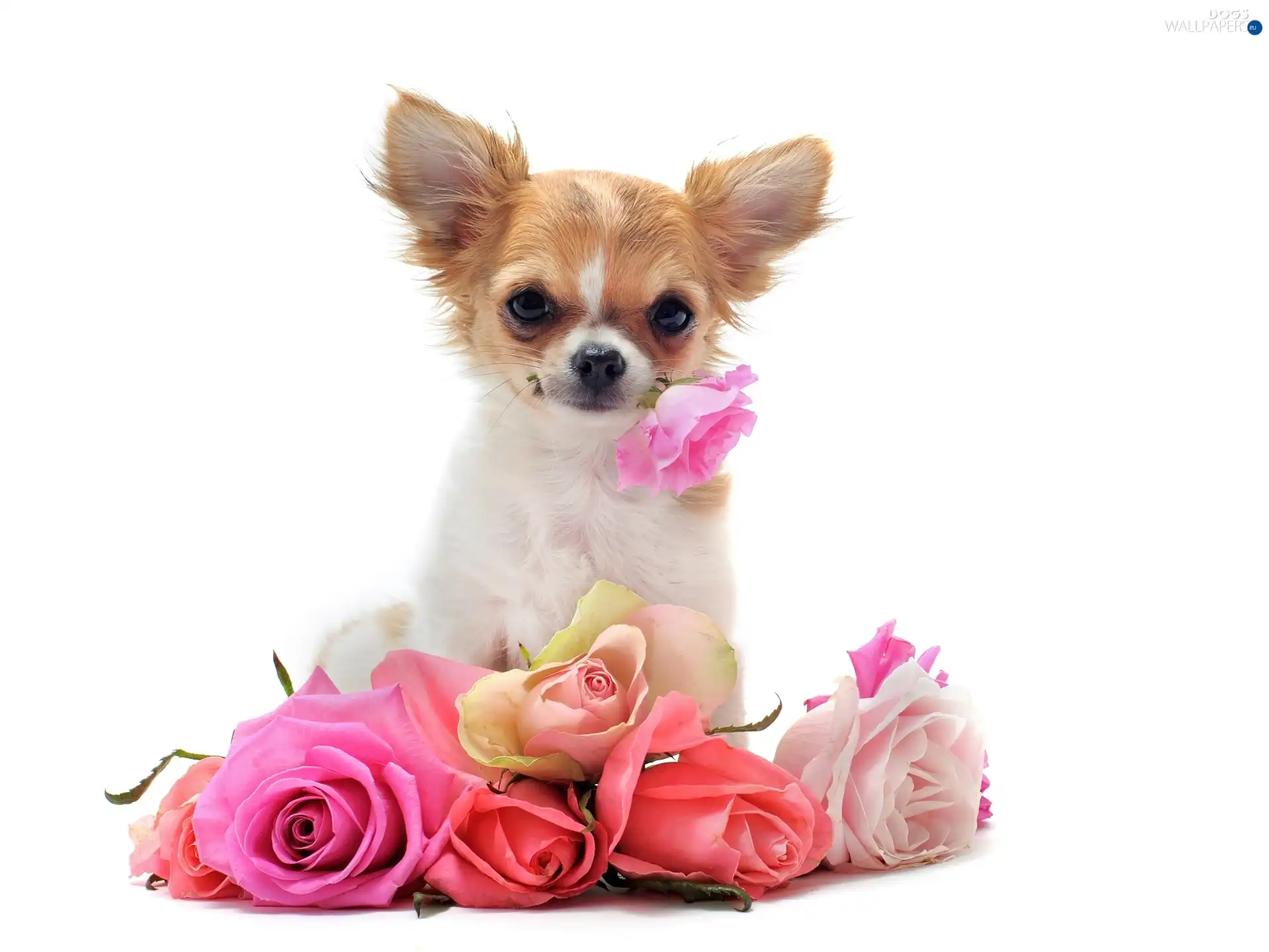 showered, roses, little dog