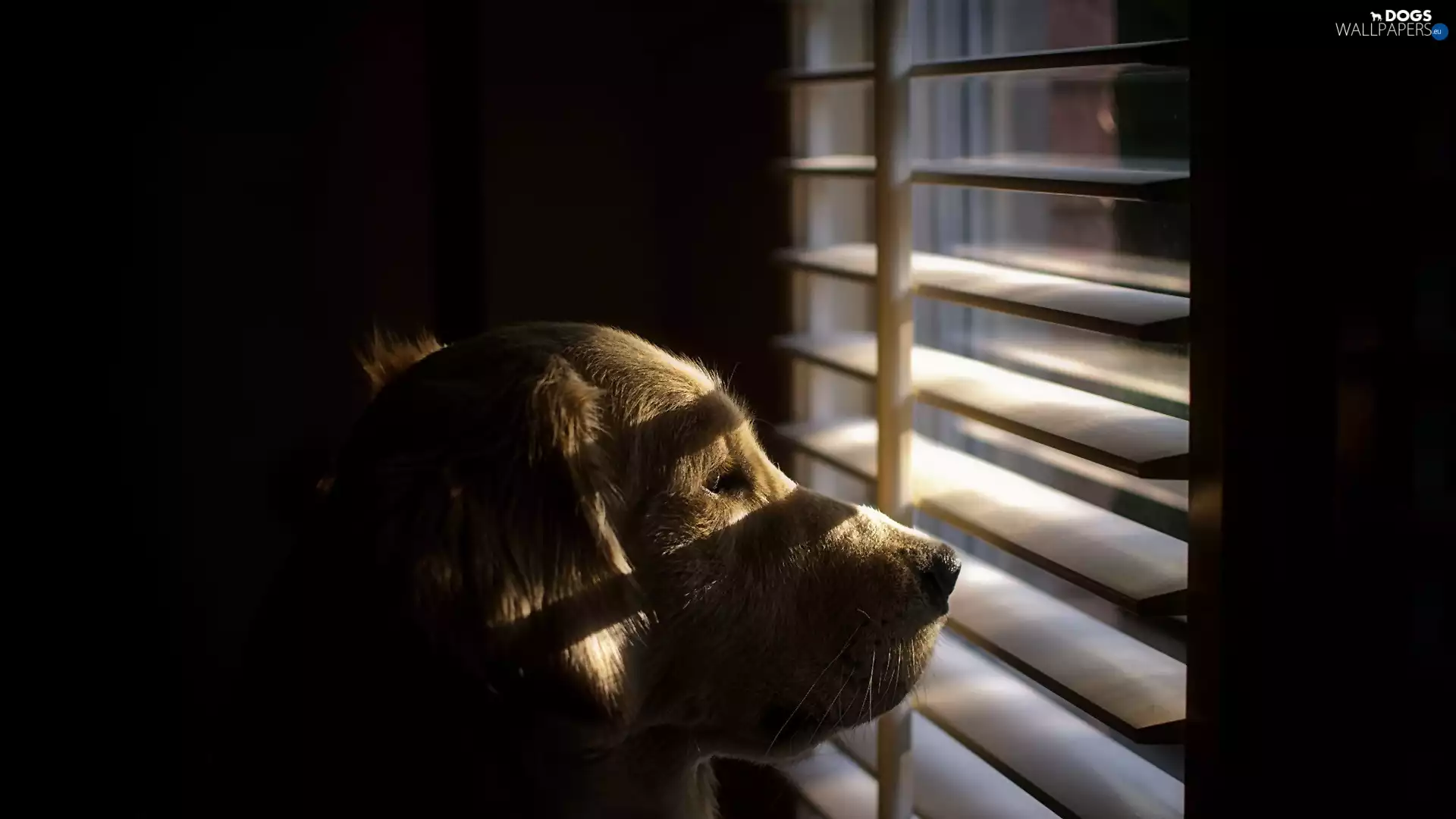 Shutters, dog, Window