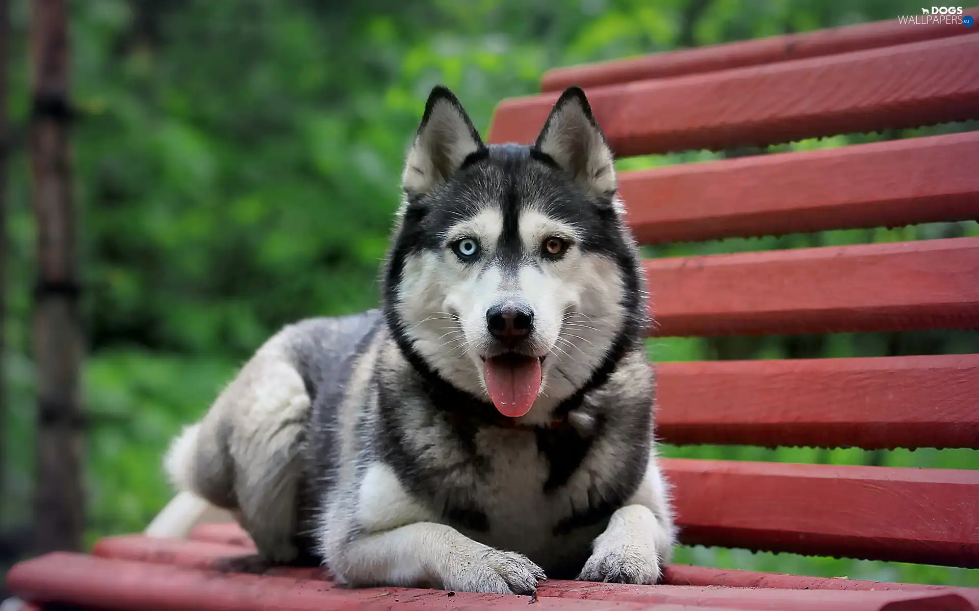 Siberian Husky, Bench, dog