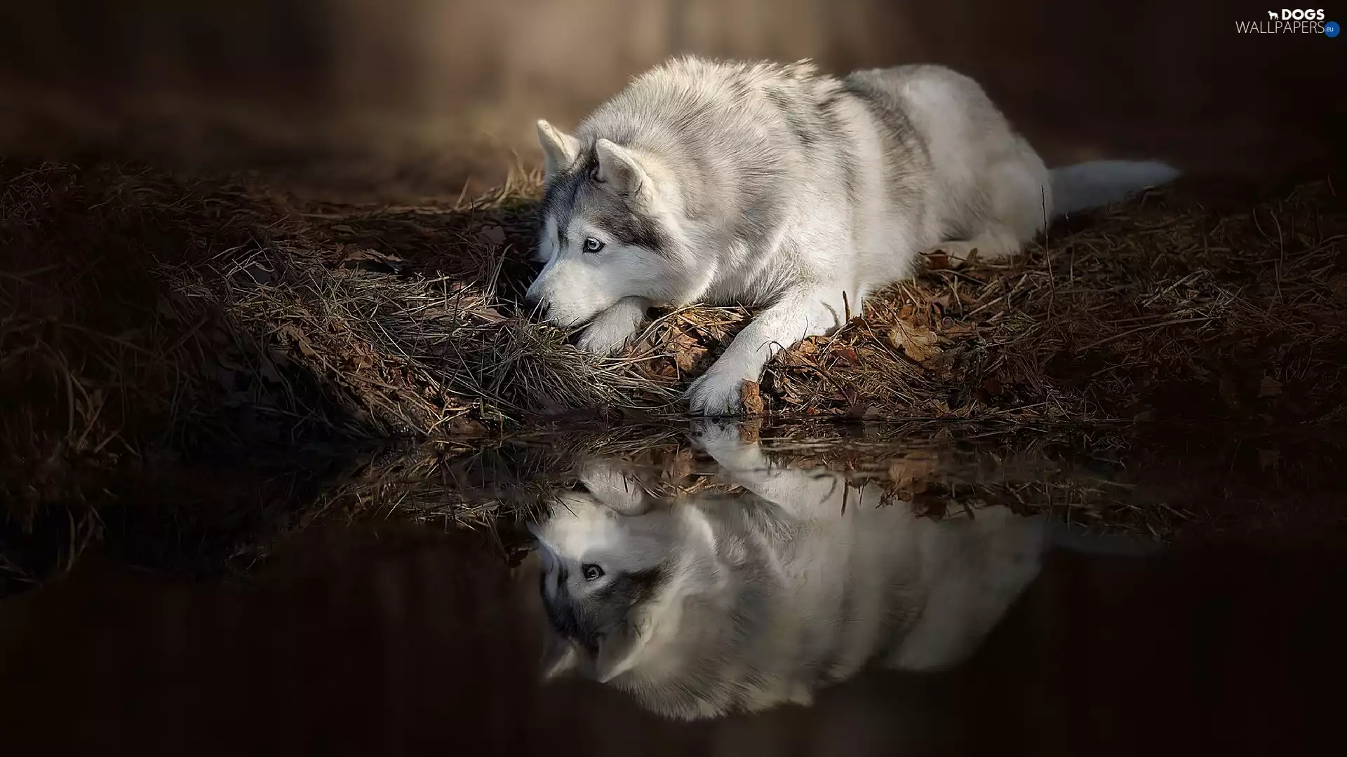 water, reflection, lying, Siberian Husky, dog
