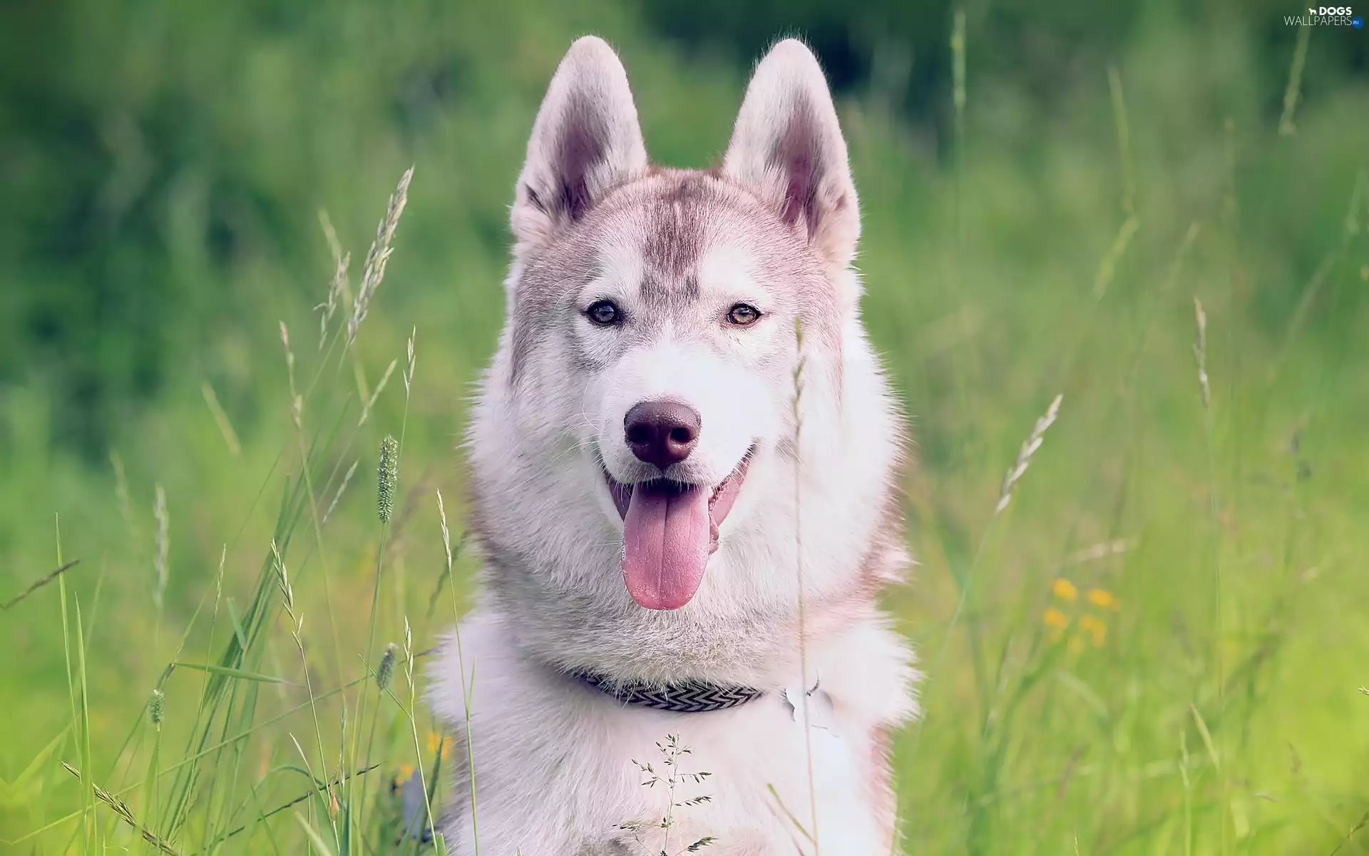dog, Husky, Meadow, Siberian