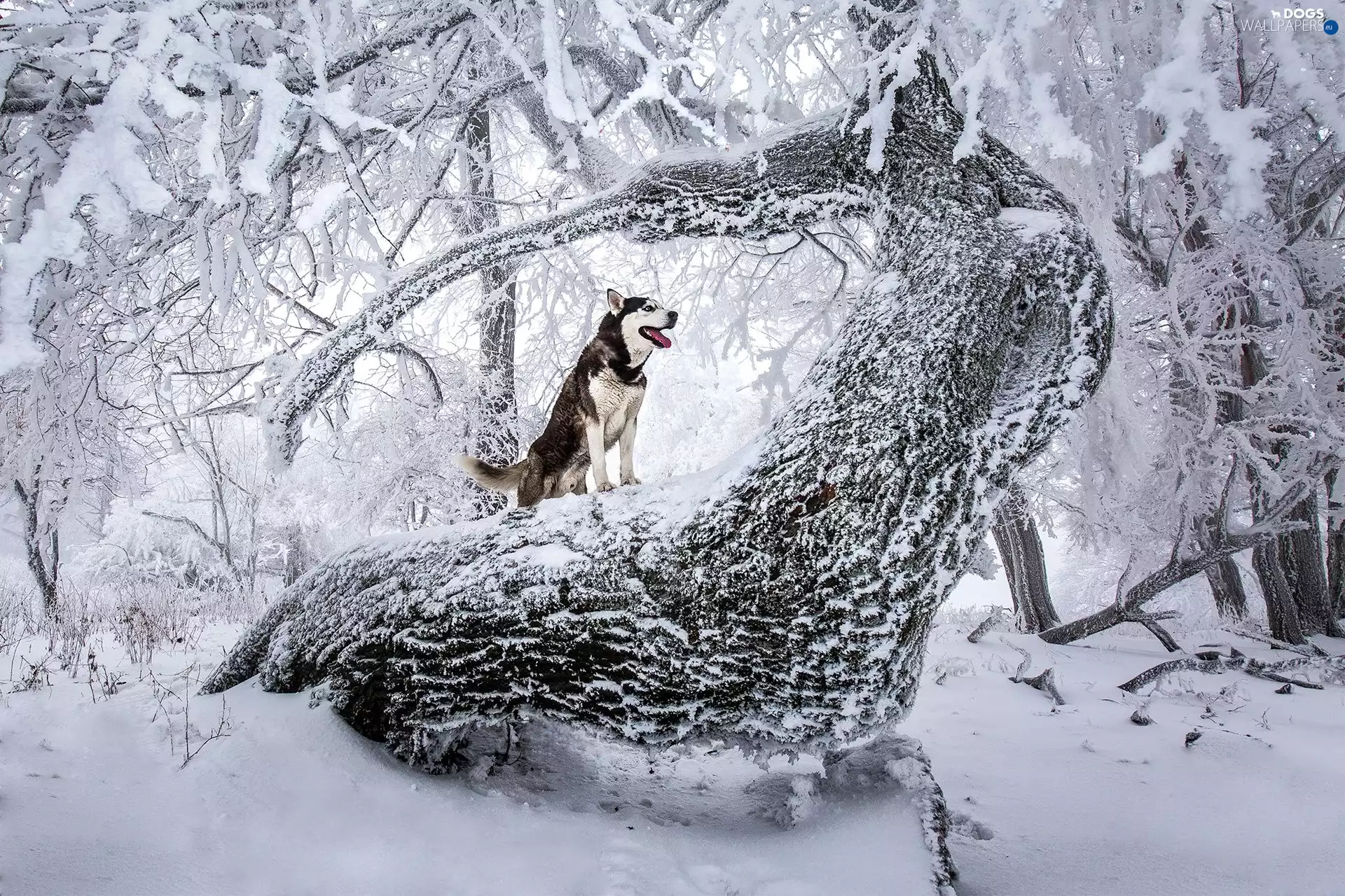 trees, winter, dog, Siberian Husky, viewes, snowy