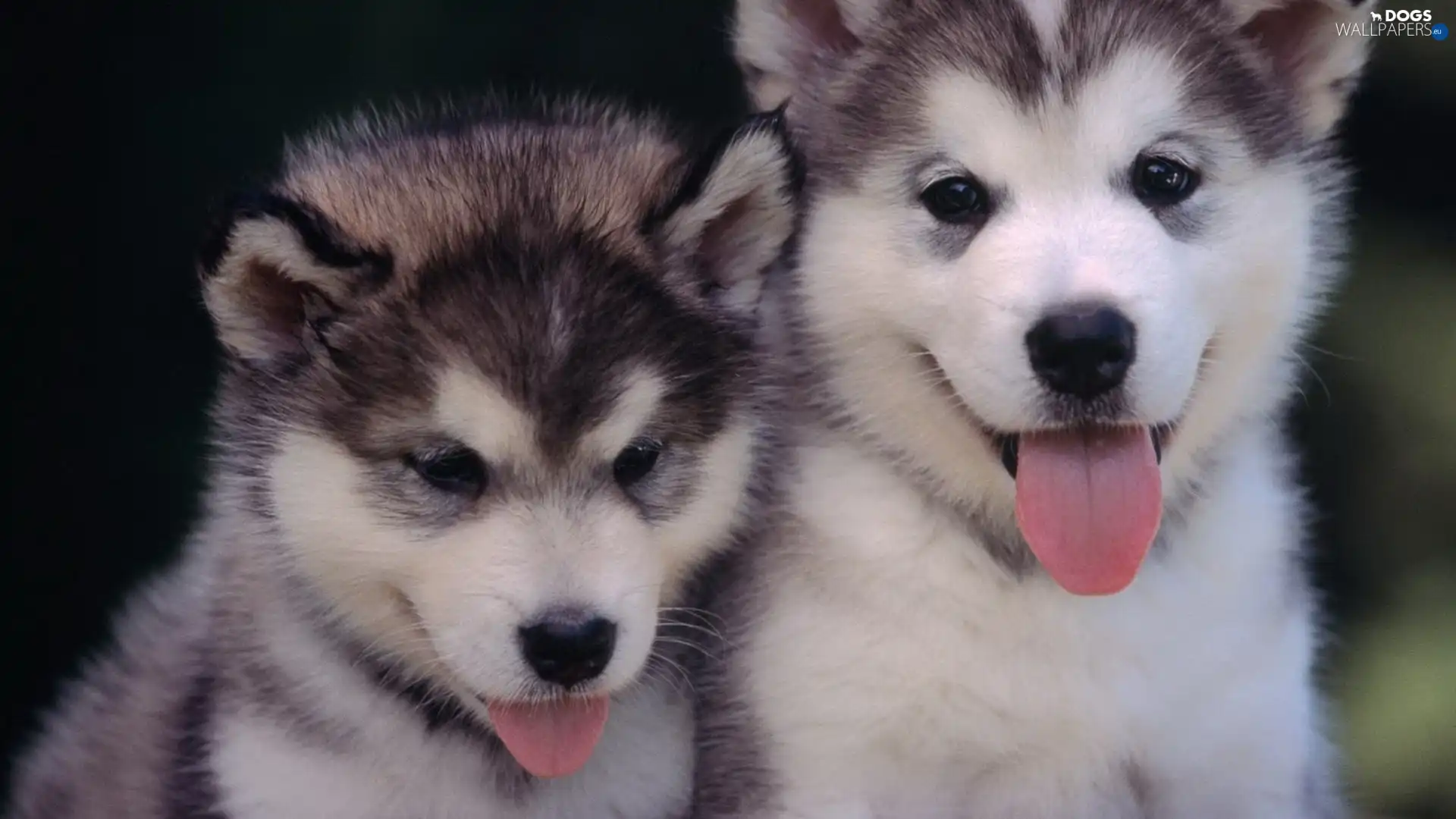 Husky, Siberian, Two cars, The tabs, little doggies