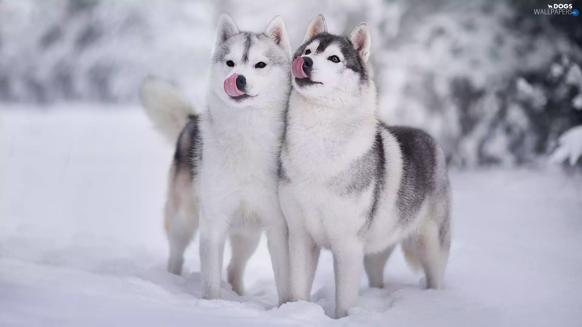 winter, snow, Dogs, Siberian Husky, Two cars
