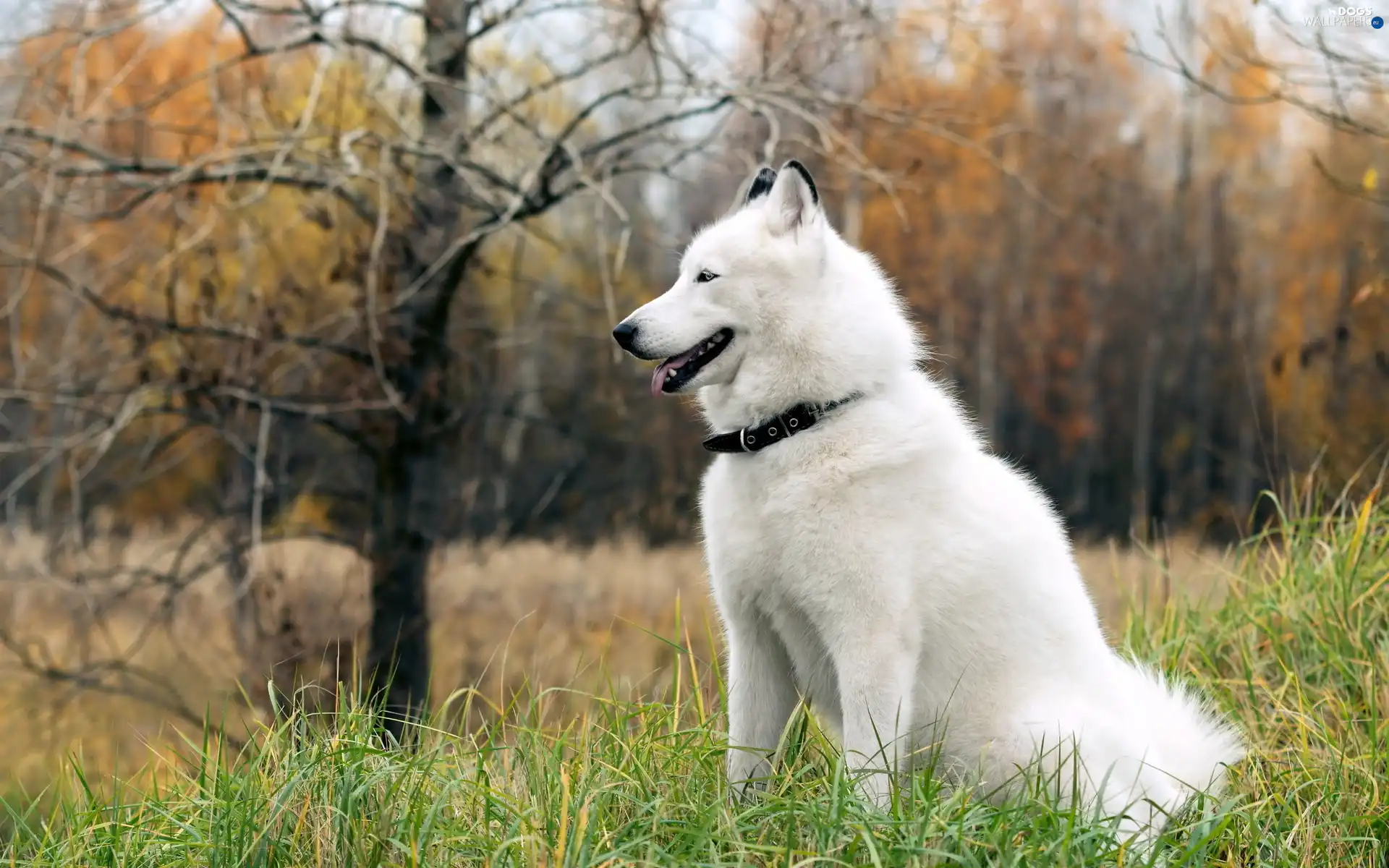 forest, Siberian Husky