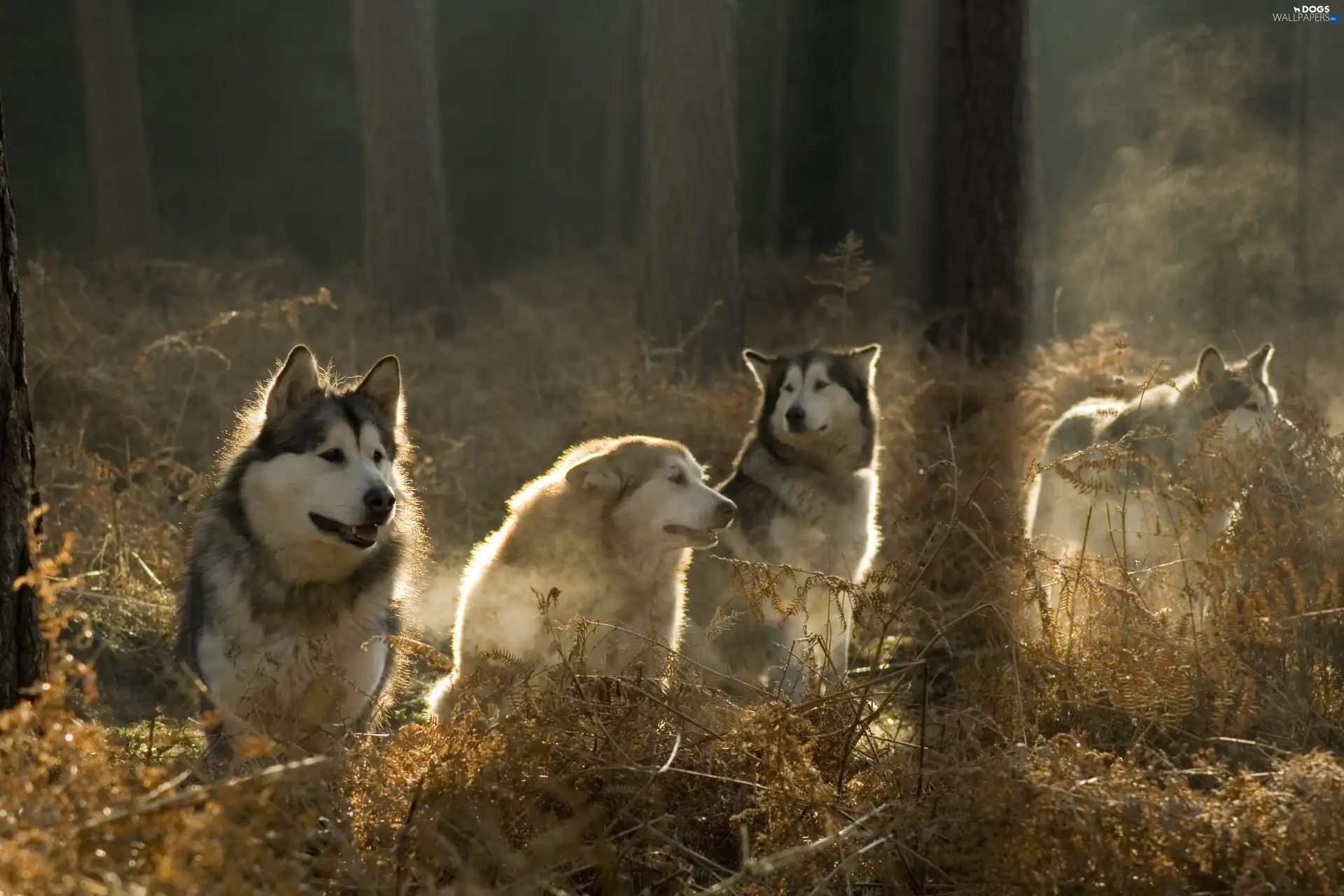 forest, Siberian Husky