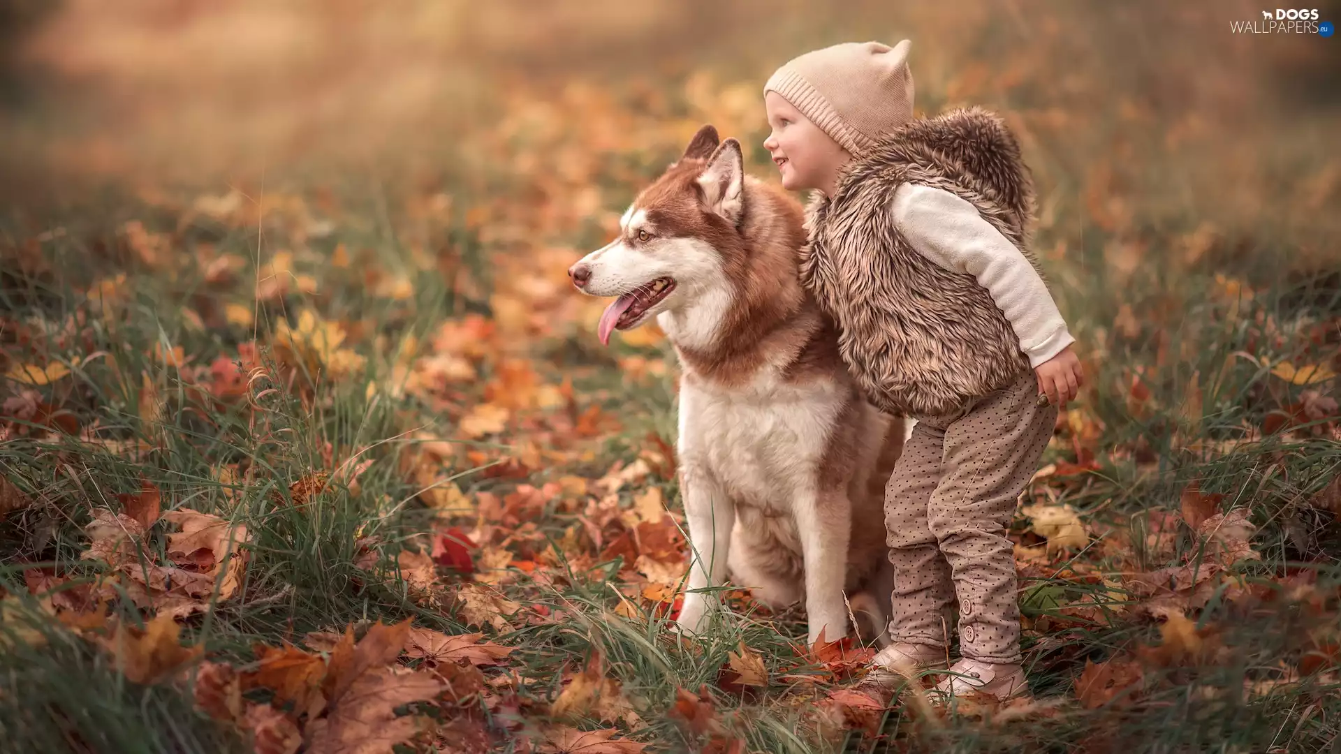 Leaf, grass, dog, Siberian Husky, girl