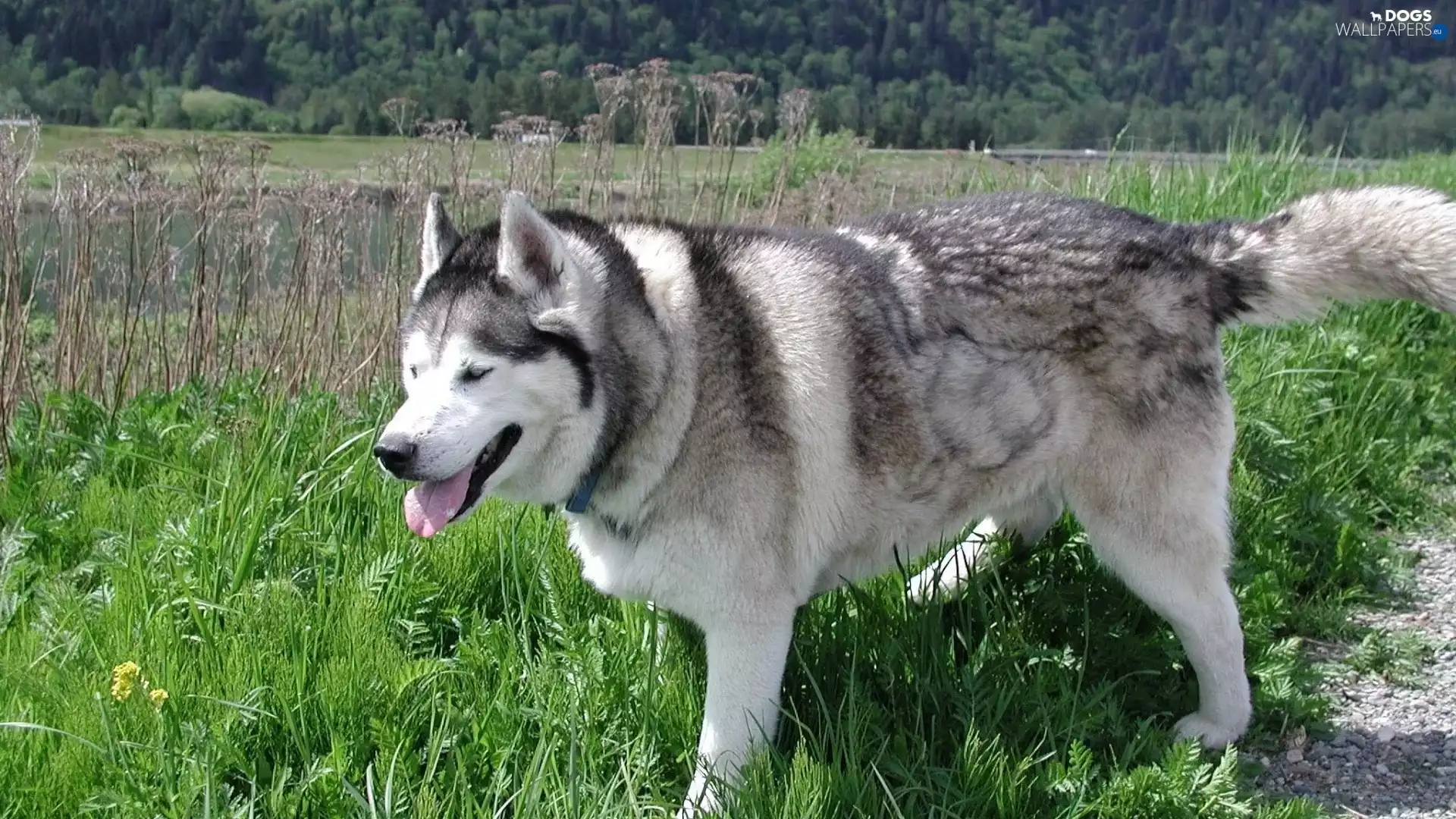 Siberian Husky, grass