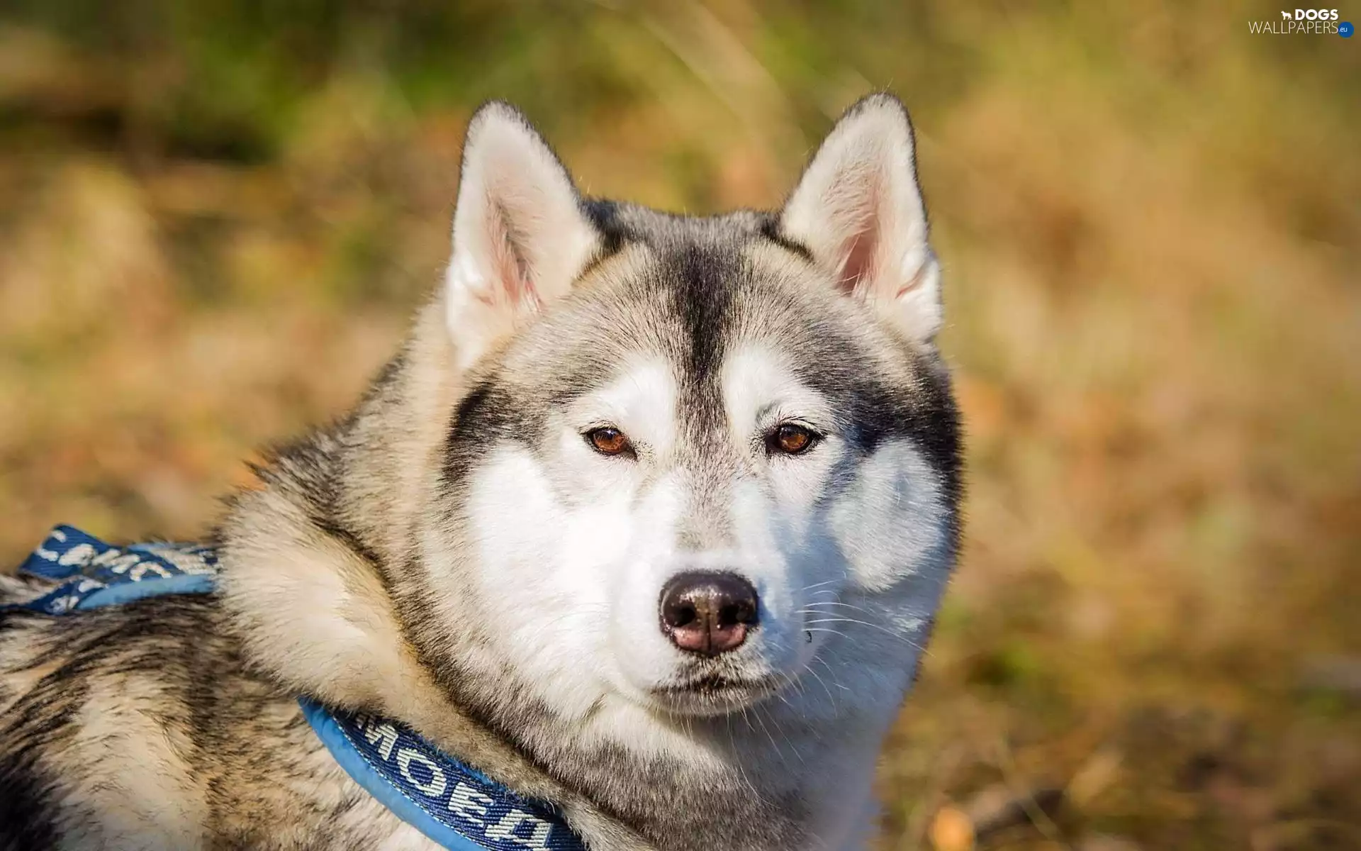 Siberian Husky, Head
