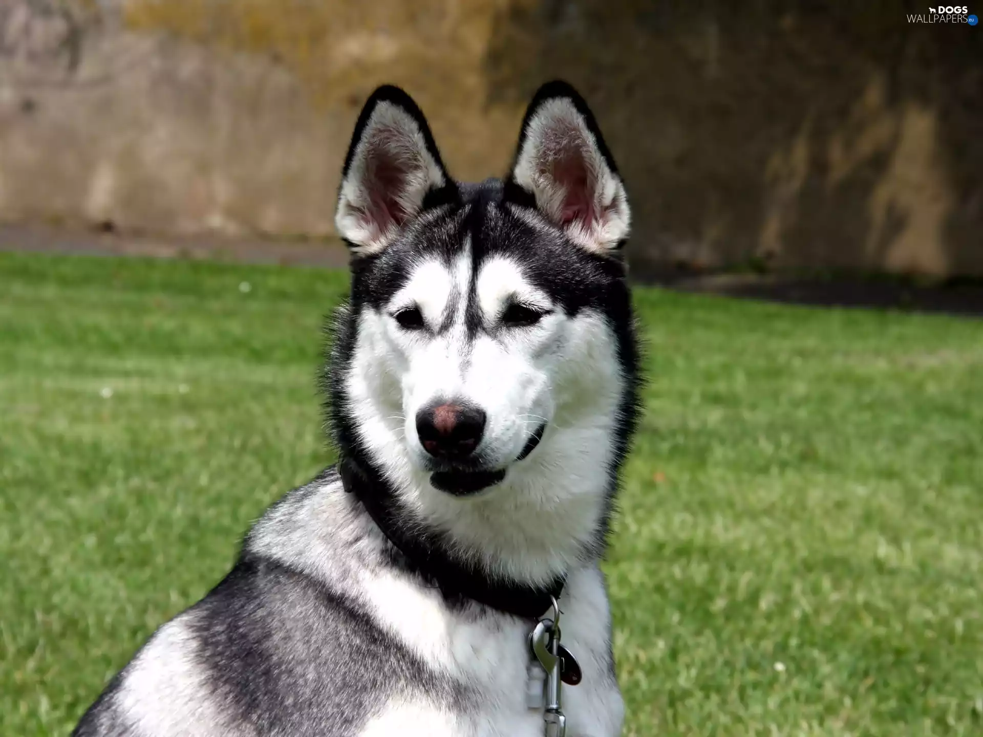 Siberian Husky