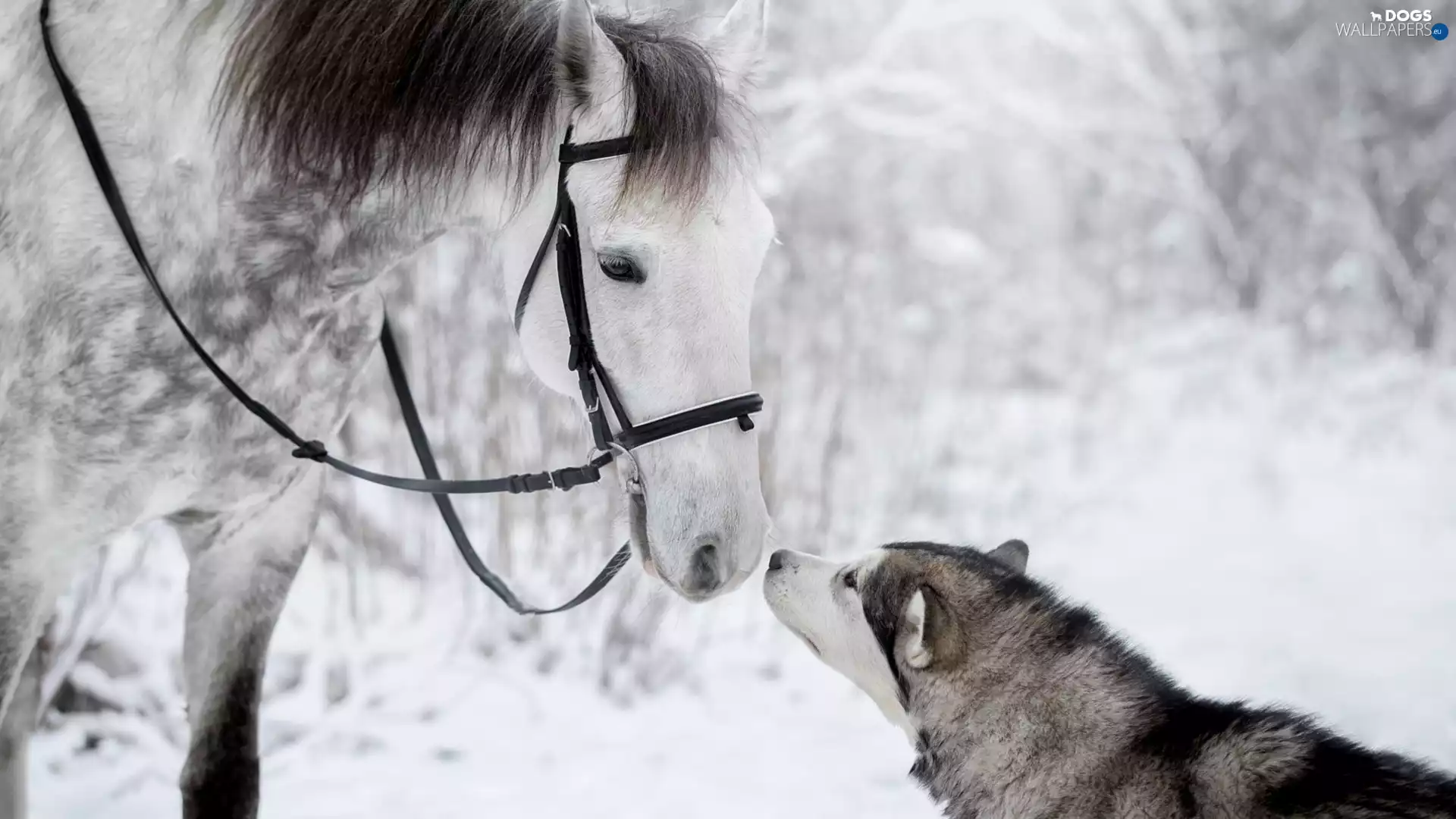 Horse, Siberian Husky, winter, dog