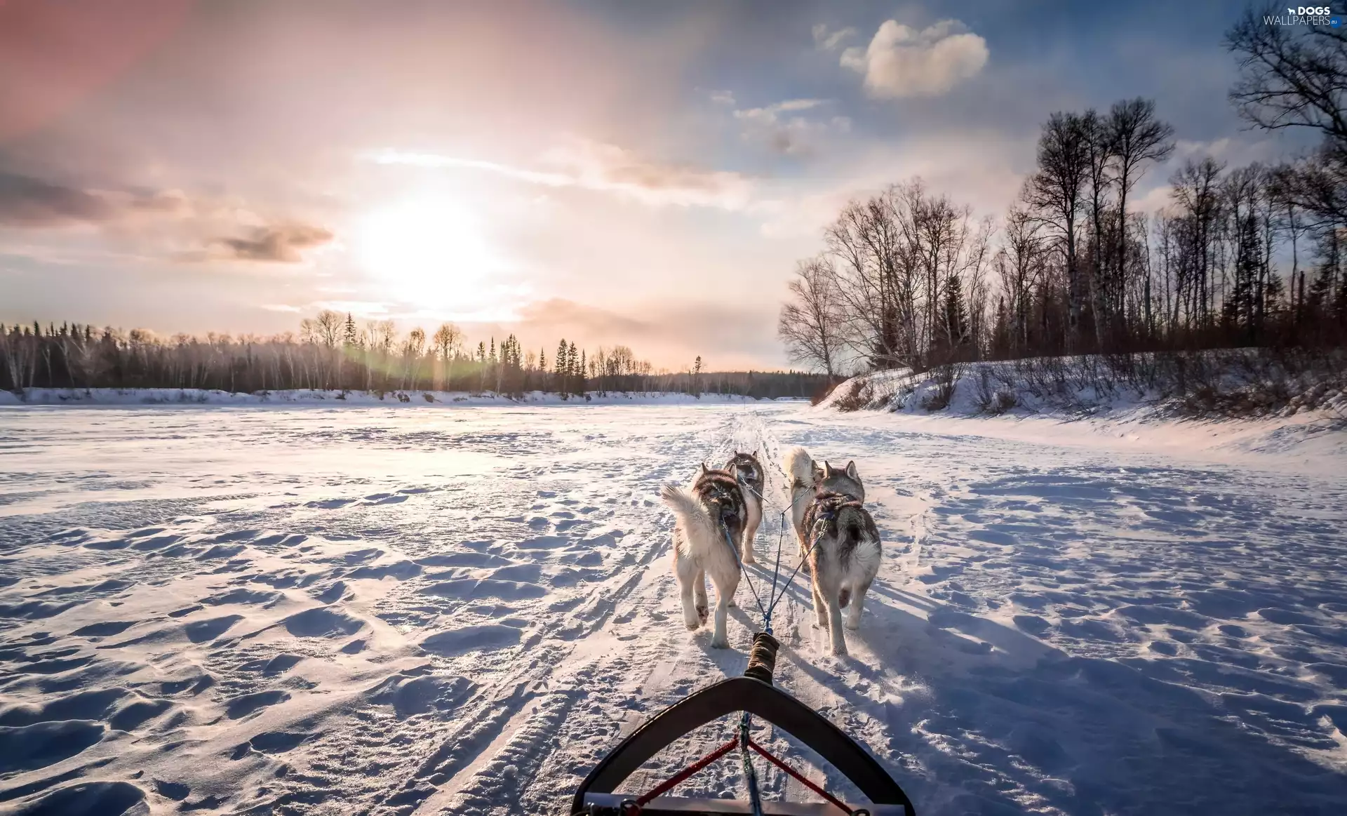 winter, Siberian Husky, team, Dogs