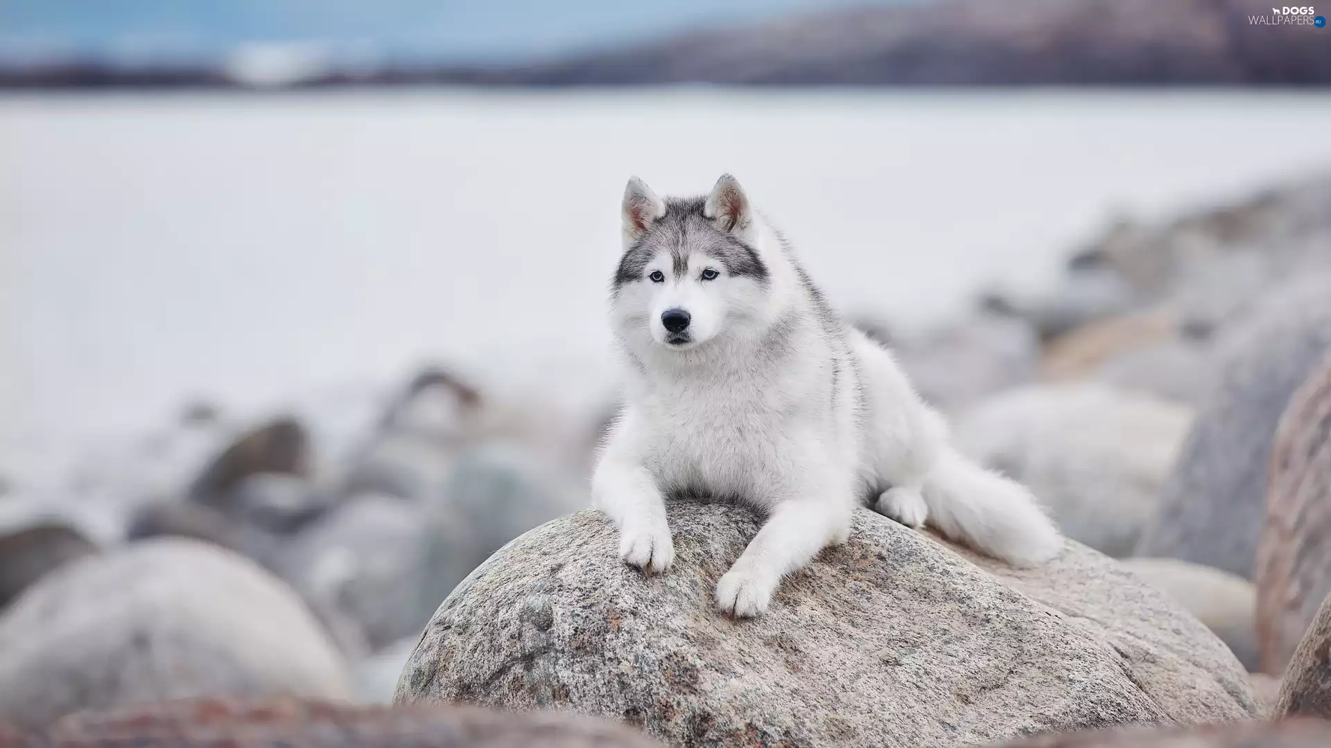 dog, Siberian Husky, Stone, lying