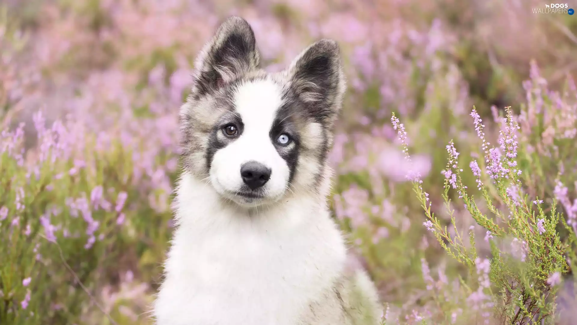 dog, Siberian Husky, heathers, Puppy