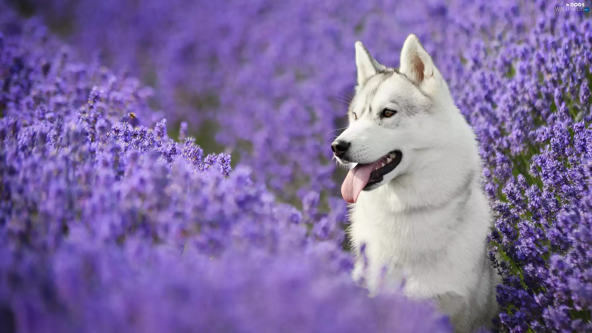 Siberian Husky, lavender