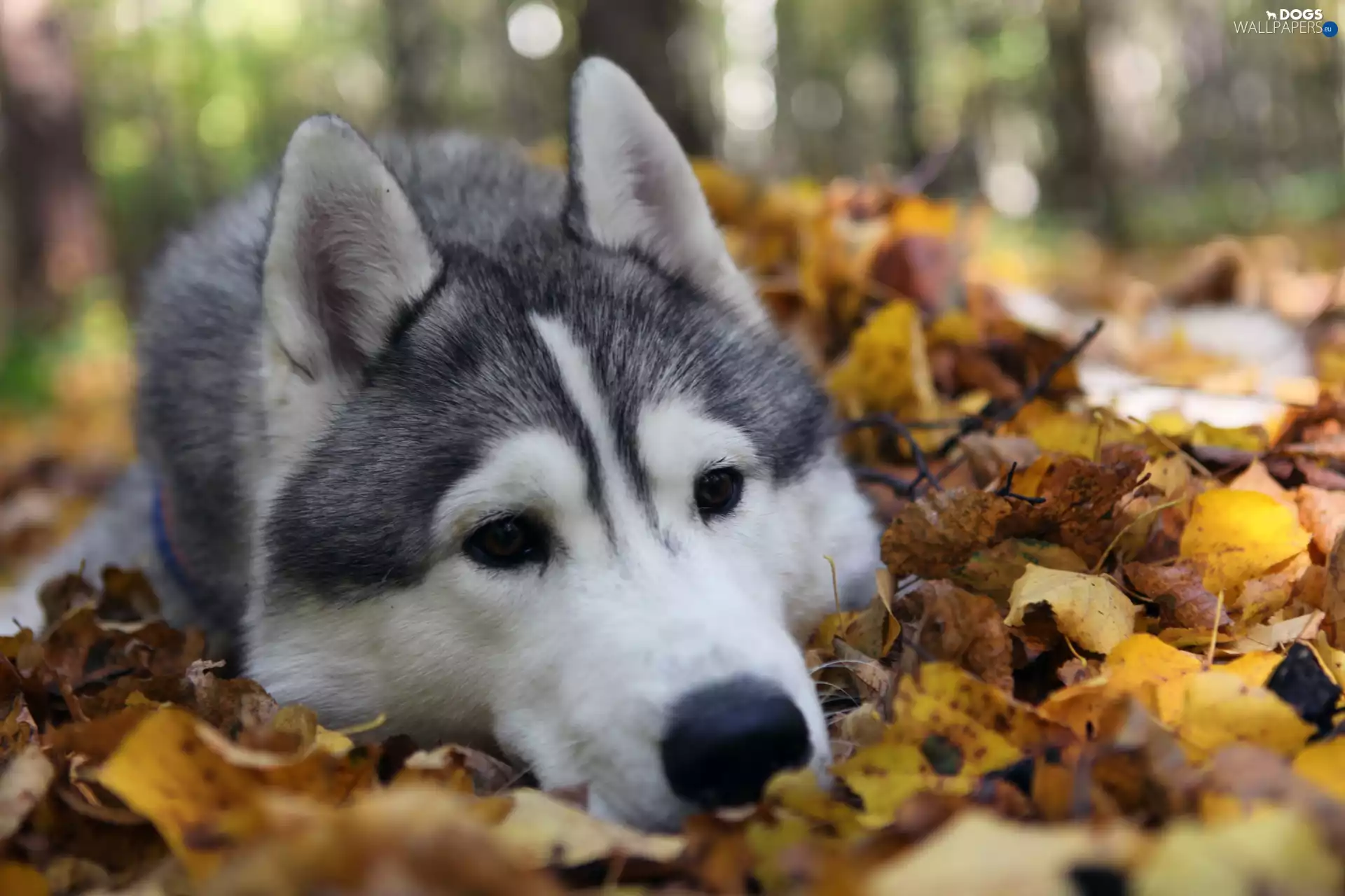 Siberian Husky, Leaf