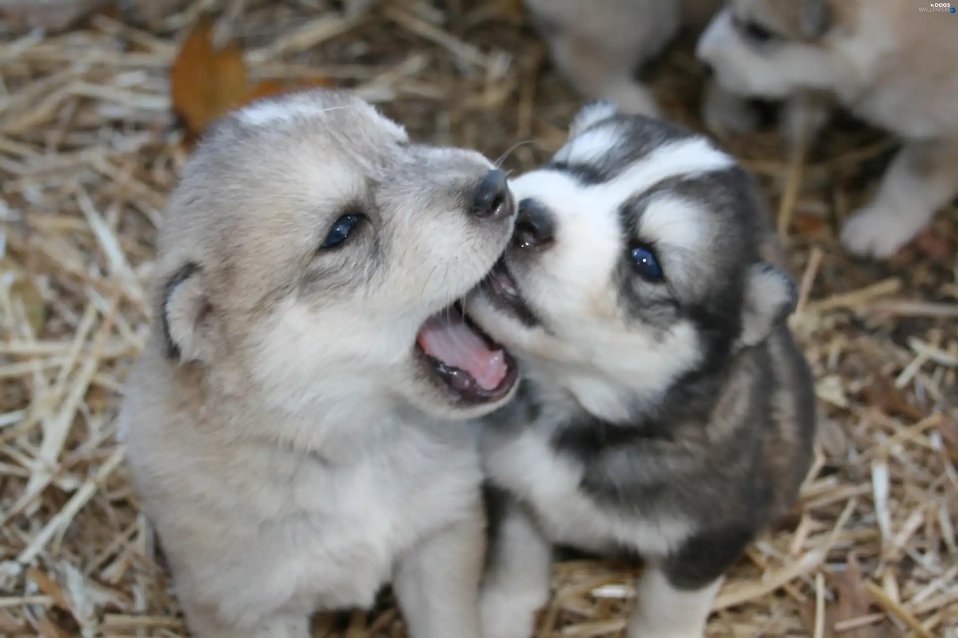 puppies, Siberian Husky