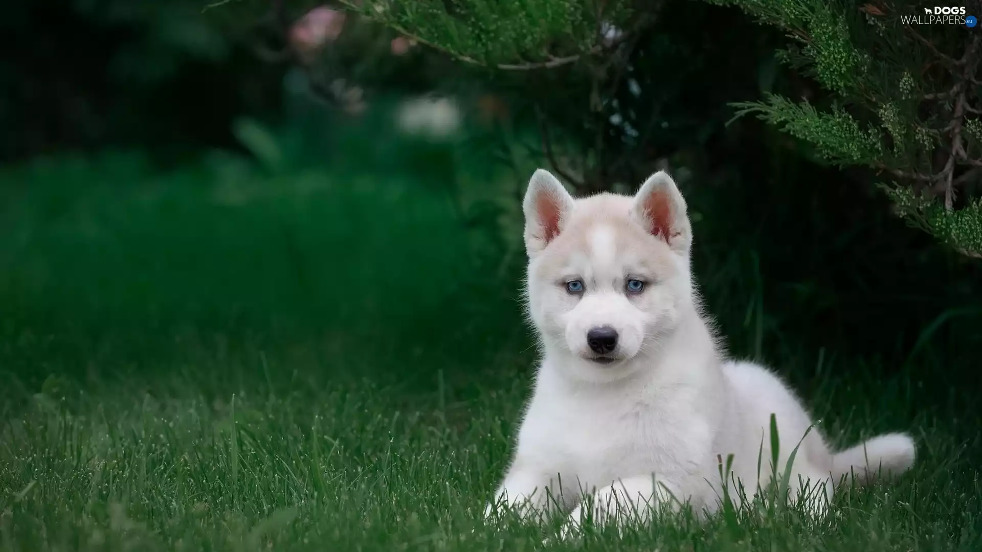 Green, grass, Puppy, Siberian Husky, Blue Eyed